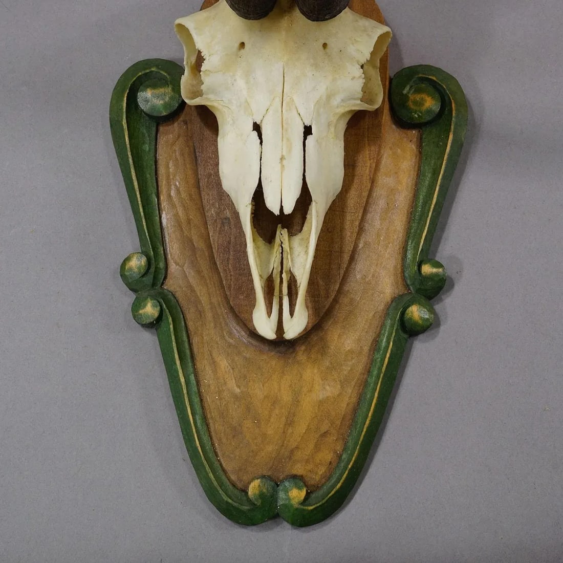 Vintage Black Forest Chamois Trophy on Carved Plaque Ca. 1950 - 6