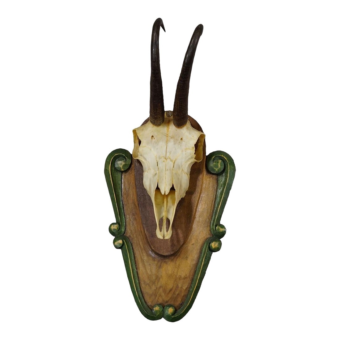 Vintage Black Forest Chamois Trophy on Carved Plaque Ca. 1950: Vintage Black Forest Chamois Trophy on Carved Plaque ca. 1950 A large decorative trophy of the chamois (Rupicapra rupicapra), mounted on a carved wooden plaque. The plaque has a green border with