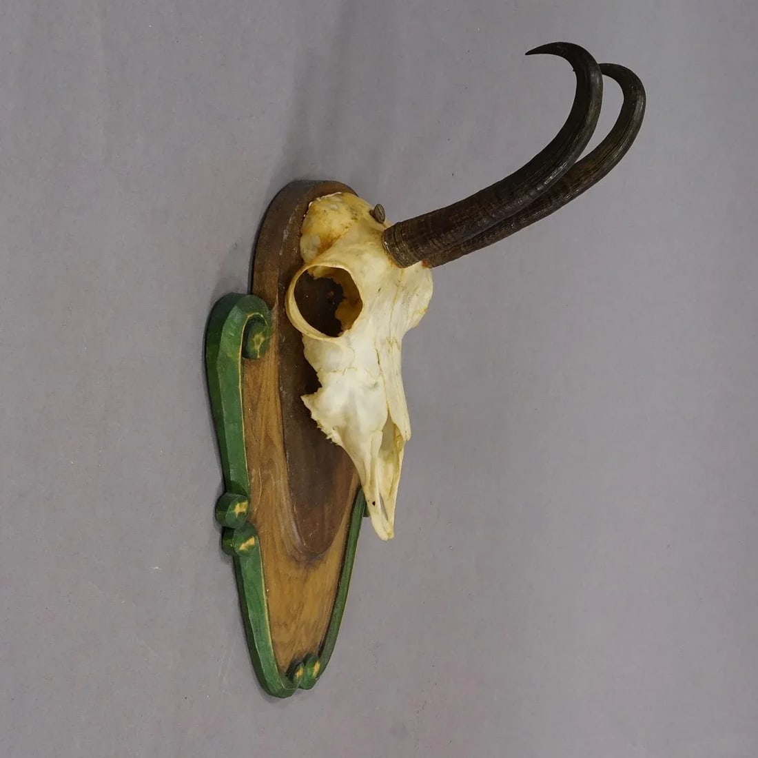 Vintage Black Forest Chamois Trophy on Carved Plaque Ca. 1950 - 3