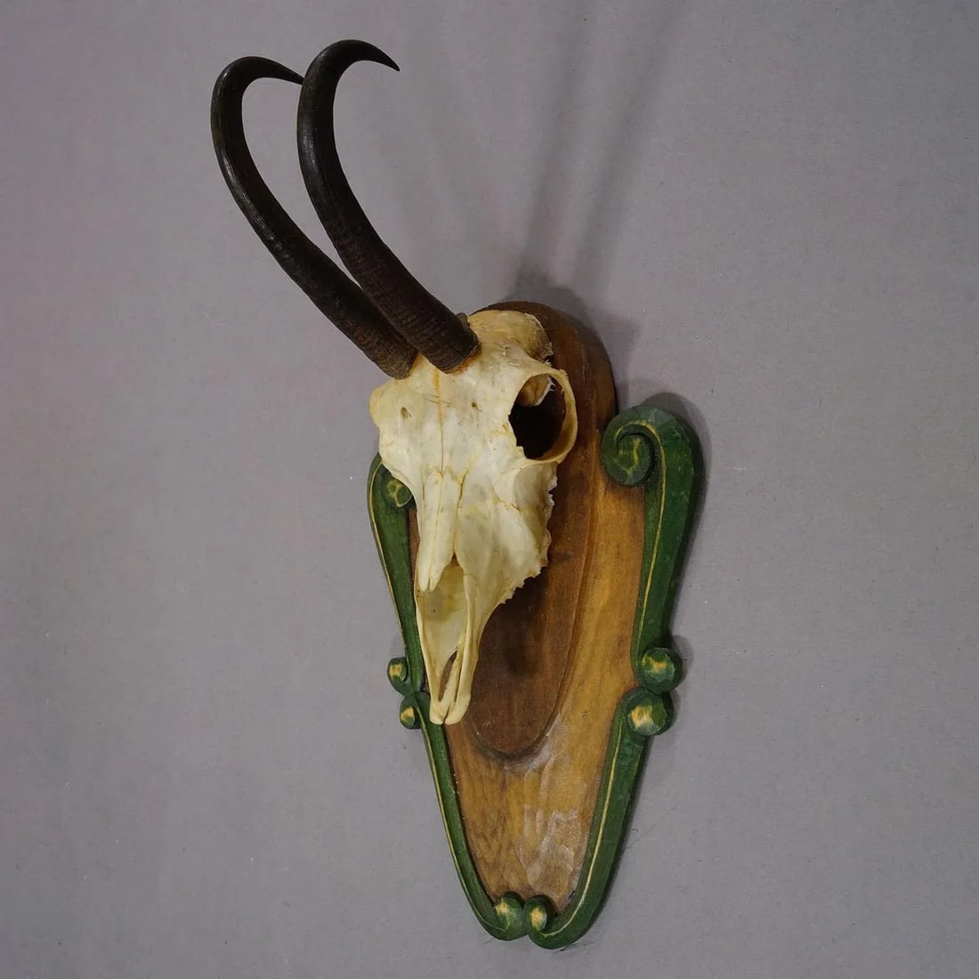 Vintage Black Forest Chamois Trophy on Carved Plaque Ca. 1950 - 4