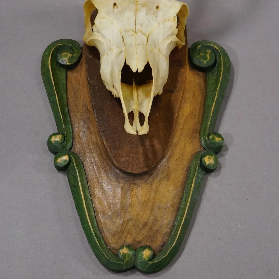 Vintage Black Forest Chamois Trophy on Carved Plaque Ca. 1950 - 6