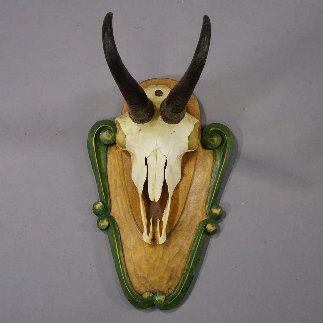 Vintage Black Forest Chamois Trophy on Carved Plaque Ca. 1950 - 3