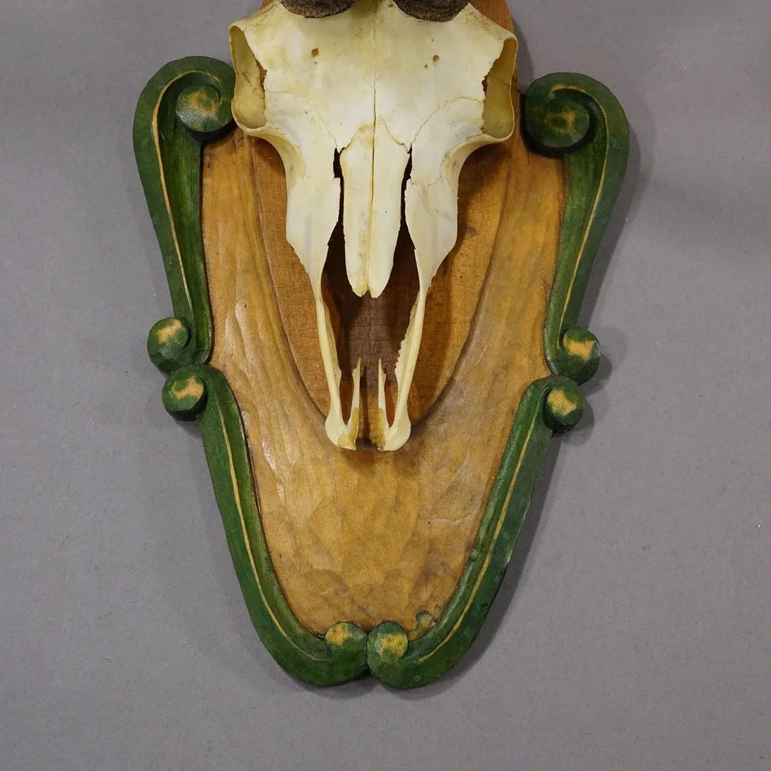 Vintage Black Forest Chamois Trophy on Carved Plaque Ca. 1950 - 4
