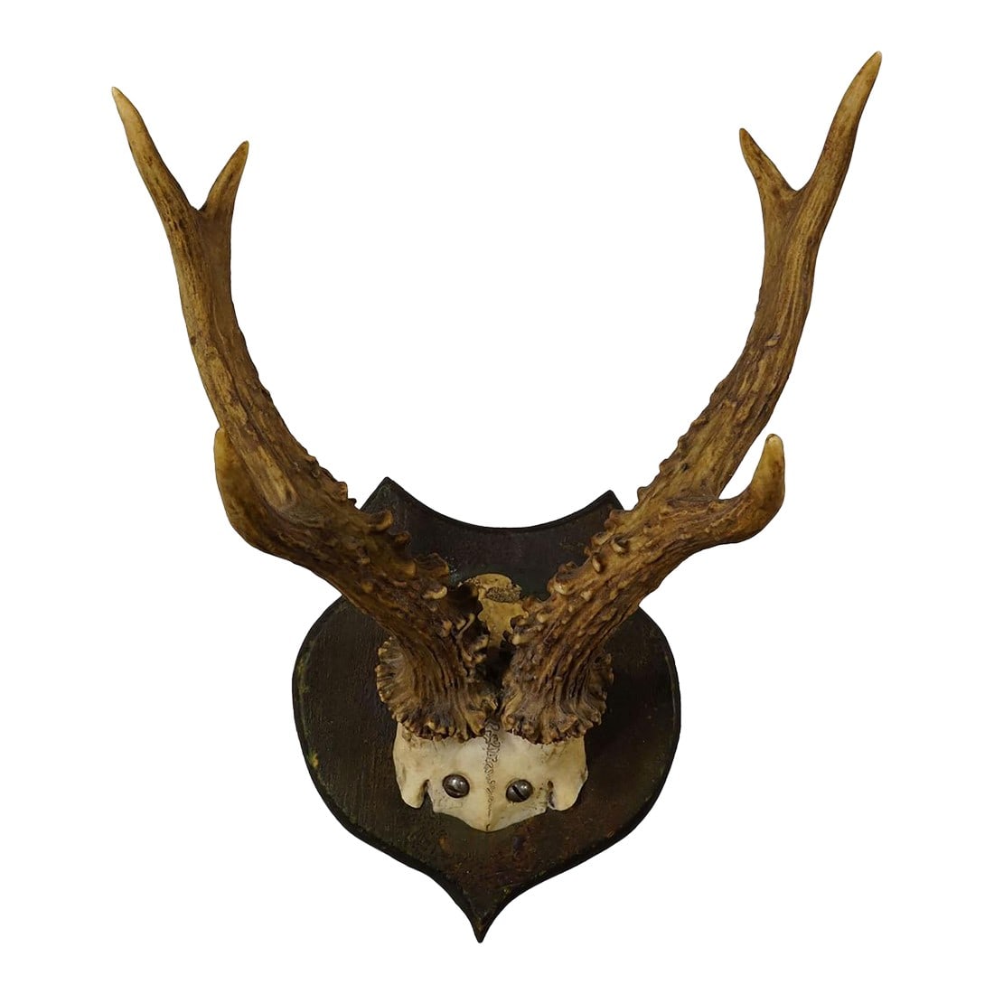 Lovely Antique Roe Deer Trophy on Wooden Plaque, Germany ca.1930s: Lovely Antique Roe Deer Trophy on Wooden Plaque, Germany ca.1930s A lovely antique 6 pointer roe deer (Capreolus capreolus) trophy from the Black Forest mounted on a wooden turned plaque, painted in