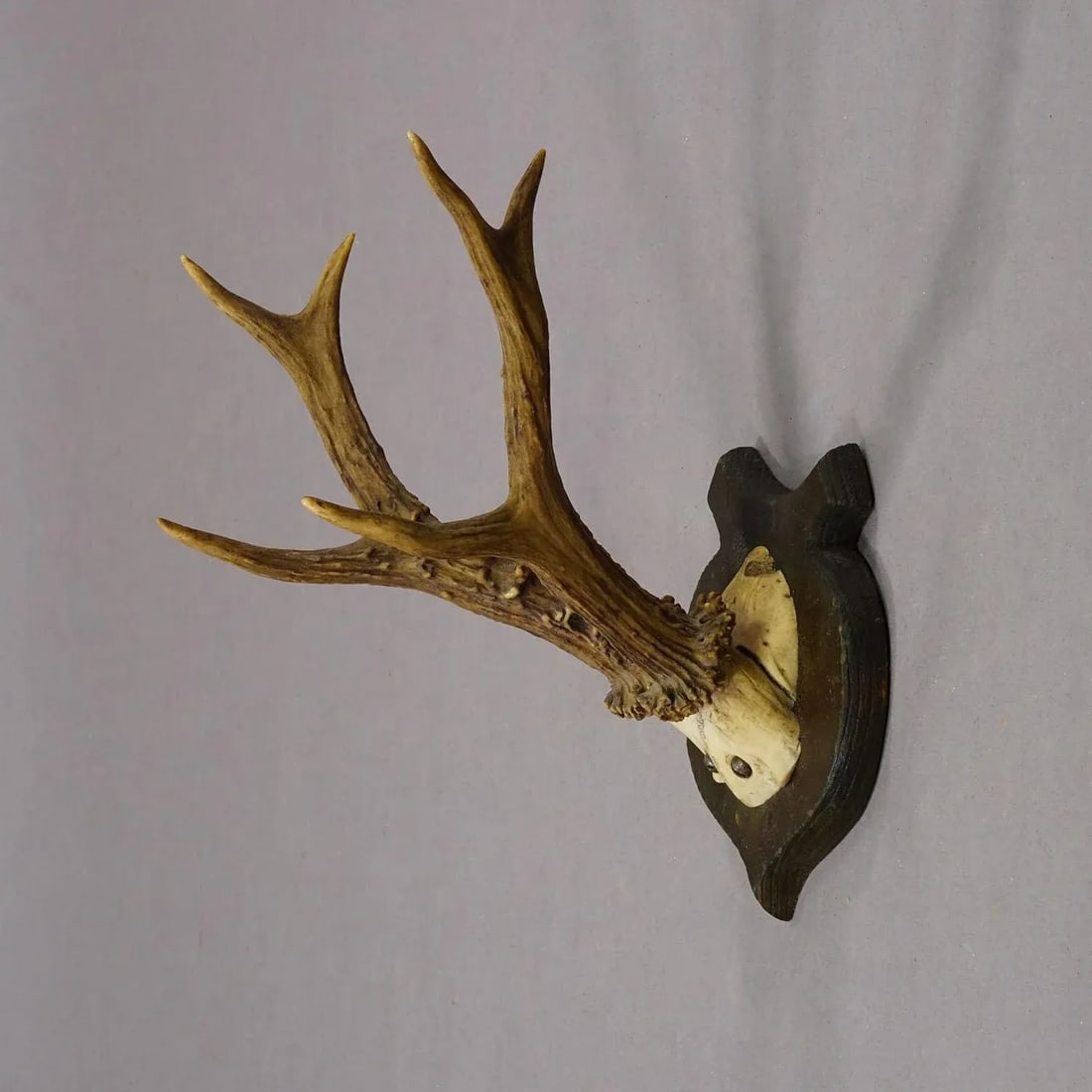Lovely Antique Roe Deer Trophy on Wooden Plaque, Germany ca.1930s - 2