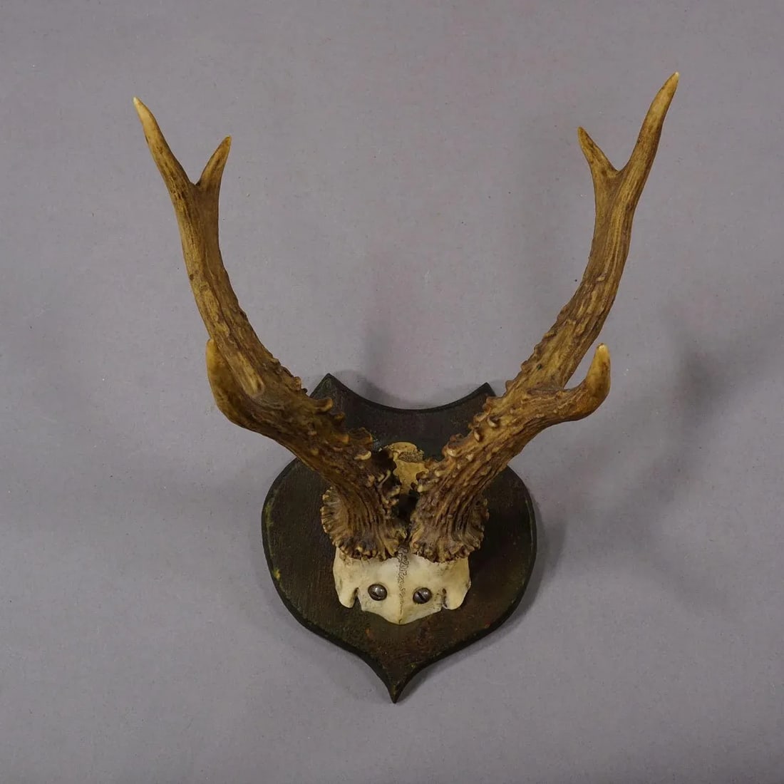 Lovely Antique Roe Deer Trophy on Wooden Plaque, Germany ca.1930s - 3