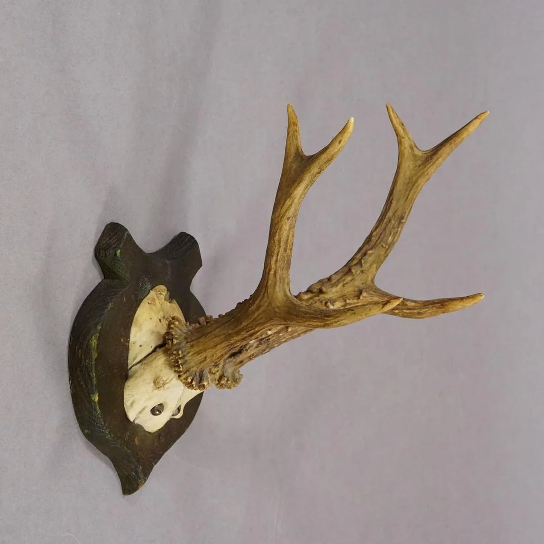 Lovely Antique Roe Deer Trophy on Wooden Plaque, Germany ca.1930s - 4