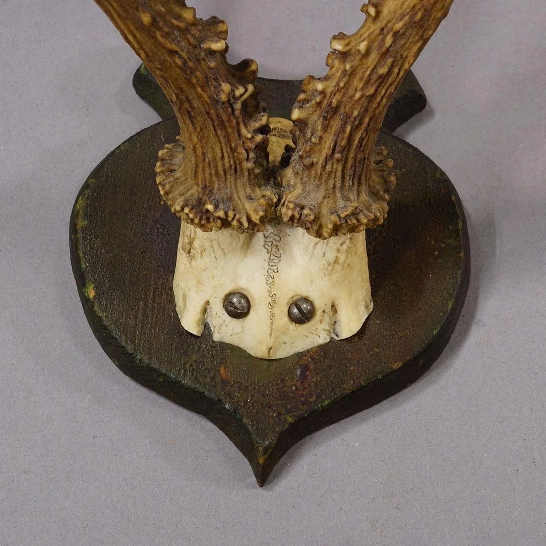 Lovely Antique Roe Deer Trophy on Wooden Plaque, Germany ca.1930s - 5