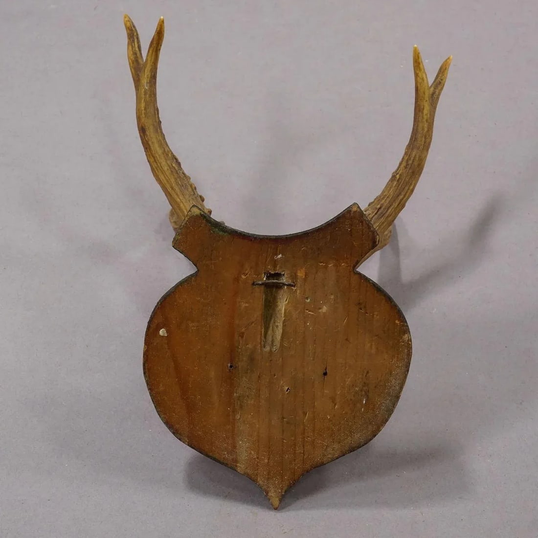 Lovely Antique Roe Deer Trophy on Wooden Plaque, Germany ca.1930s - 6