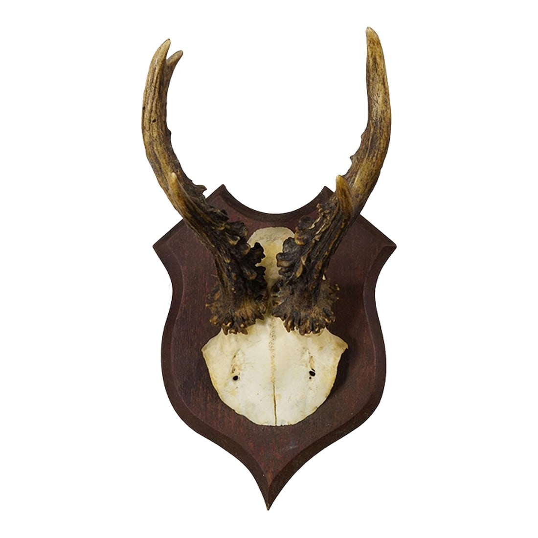 Antique Roe Deer Trophy on Turned Plaque, Germany ca.1930s: Antique Roe Deer Trophy on Turned Plaque, Germany ca. 1930s Antique 6 pointer roe deer (Capreolus capreolus) trophy from the Black Forest mounted on a wooden turned plaque, painted in dark brown. The 