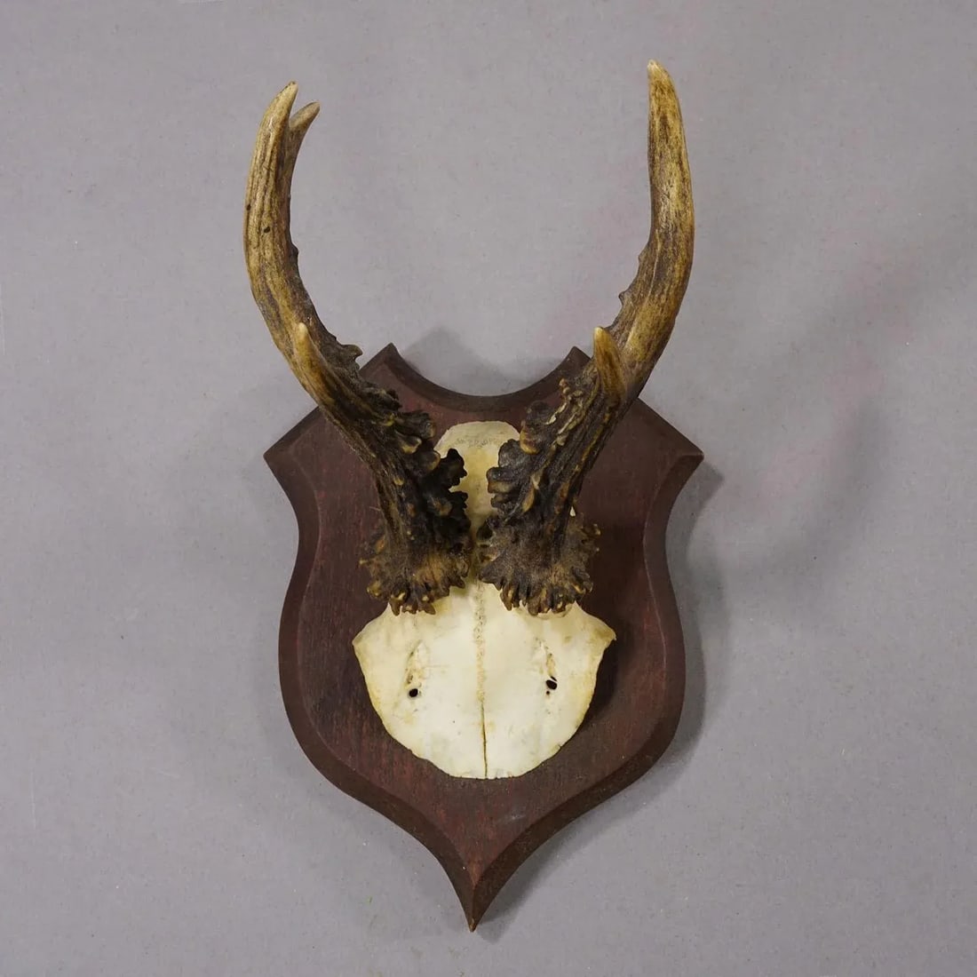 Antique Roe Deer Trophy on Turned Plaque, Germany ca.1930s - 2
