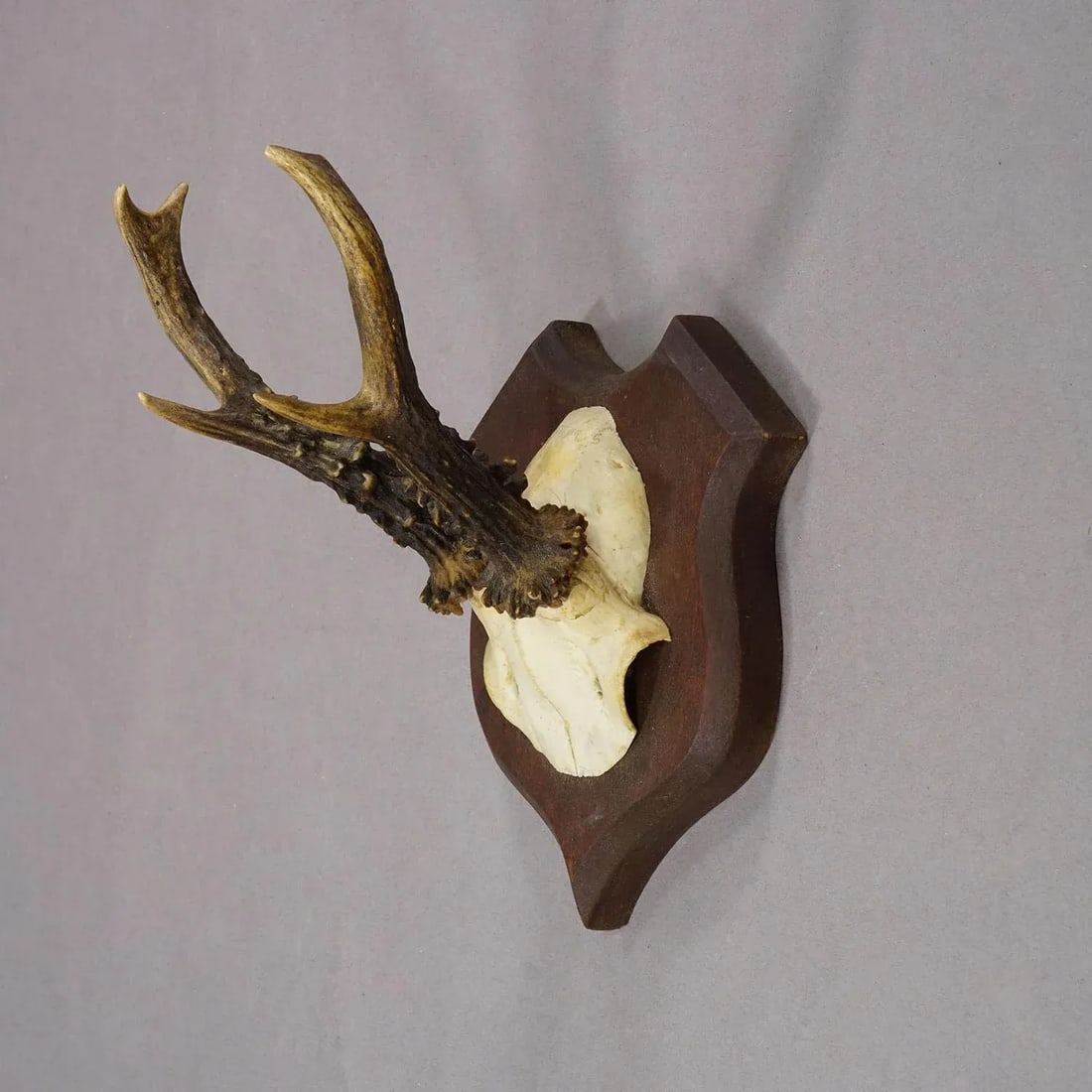Antique Roe Deer Trophy on Turned Plaque, Germany ca.1930s - 3