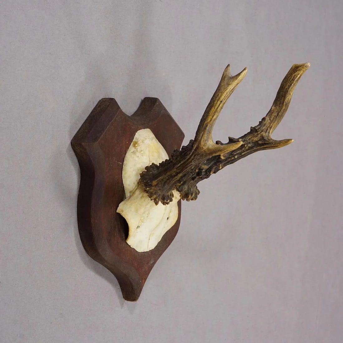 Antique Roe Deer Trophy on Turned Plaque, Germany ca.1930s - 4