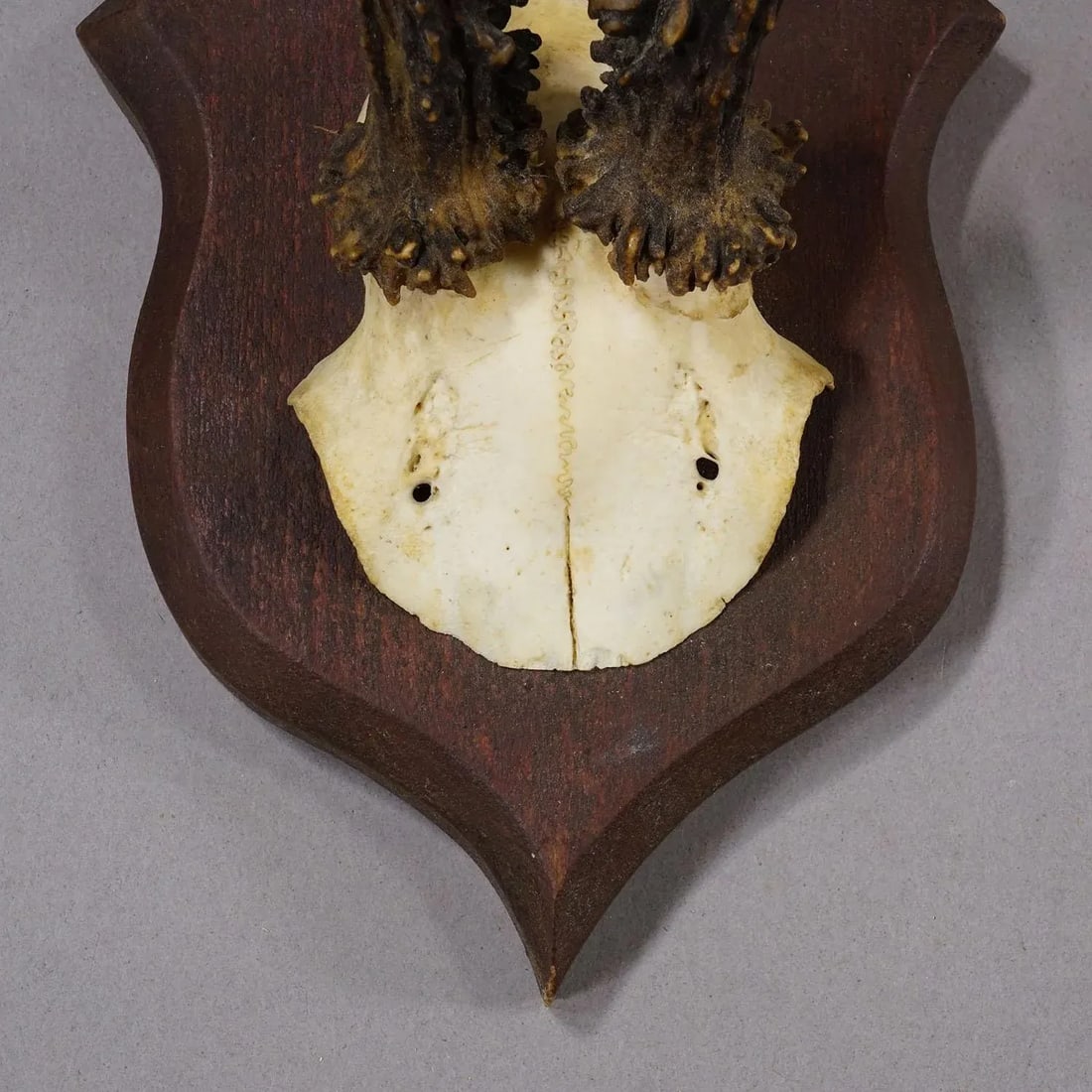 Antique Roe Deer Trophy on Turned Plaque, Germany ca.1930s - 5