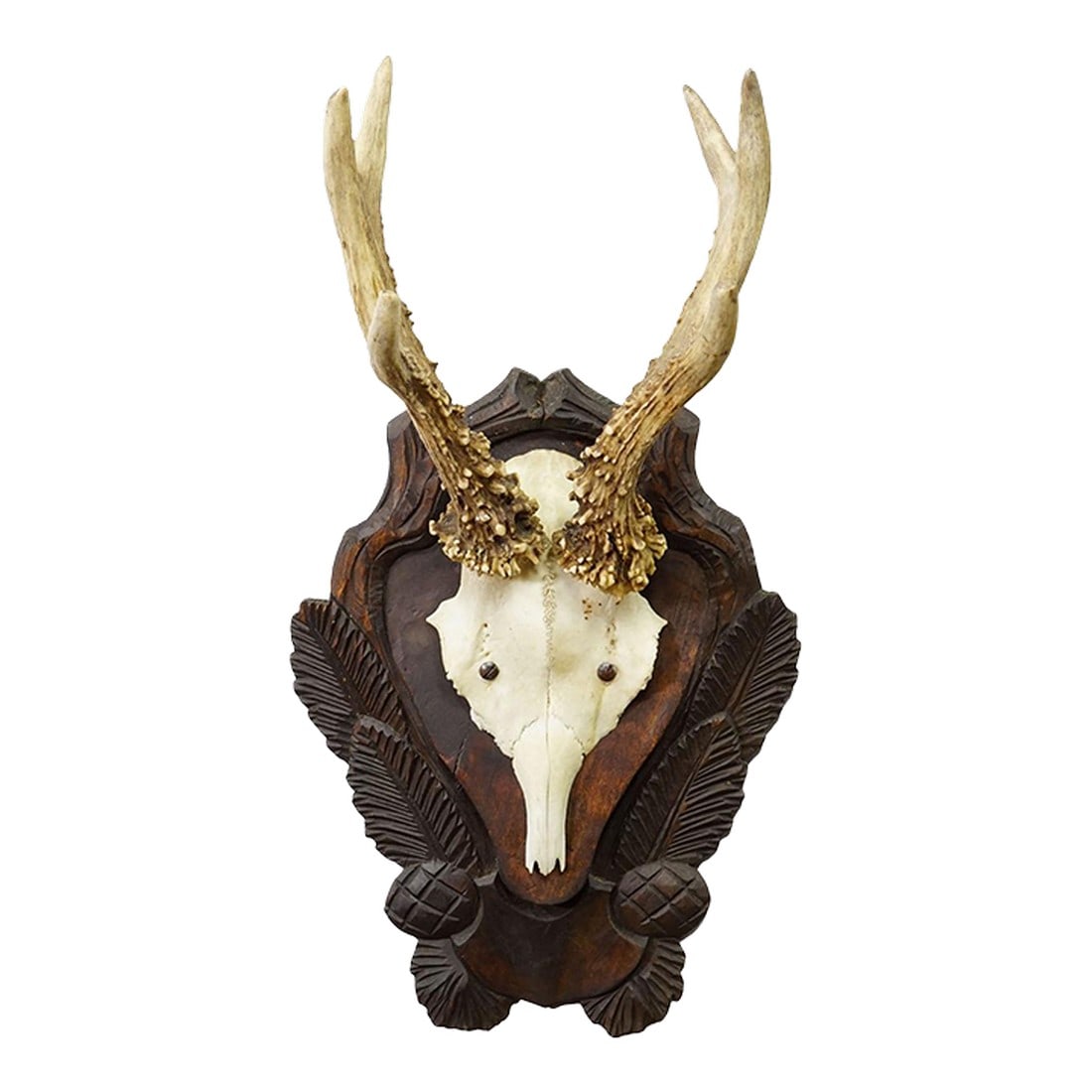 Antique Black Forest Red Deer Trophy on Carved Plaque Ca. 1930s: Antique Black Forest Red Deer Trophy on Carved Plaque ca. 1930s An antique 6 pointer red deer (Cervus elaphus) trophy from the Black Forest mounted on a carved and stained plaque. The trophy was shot