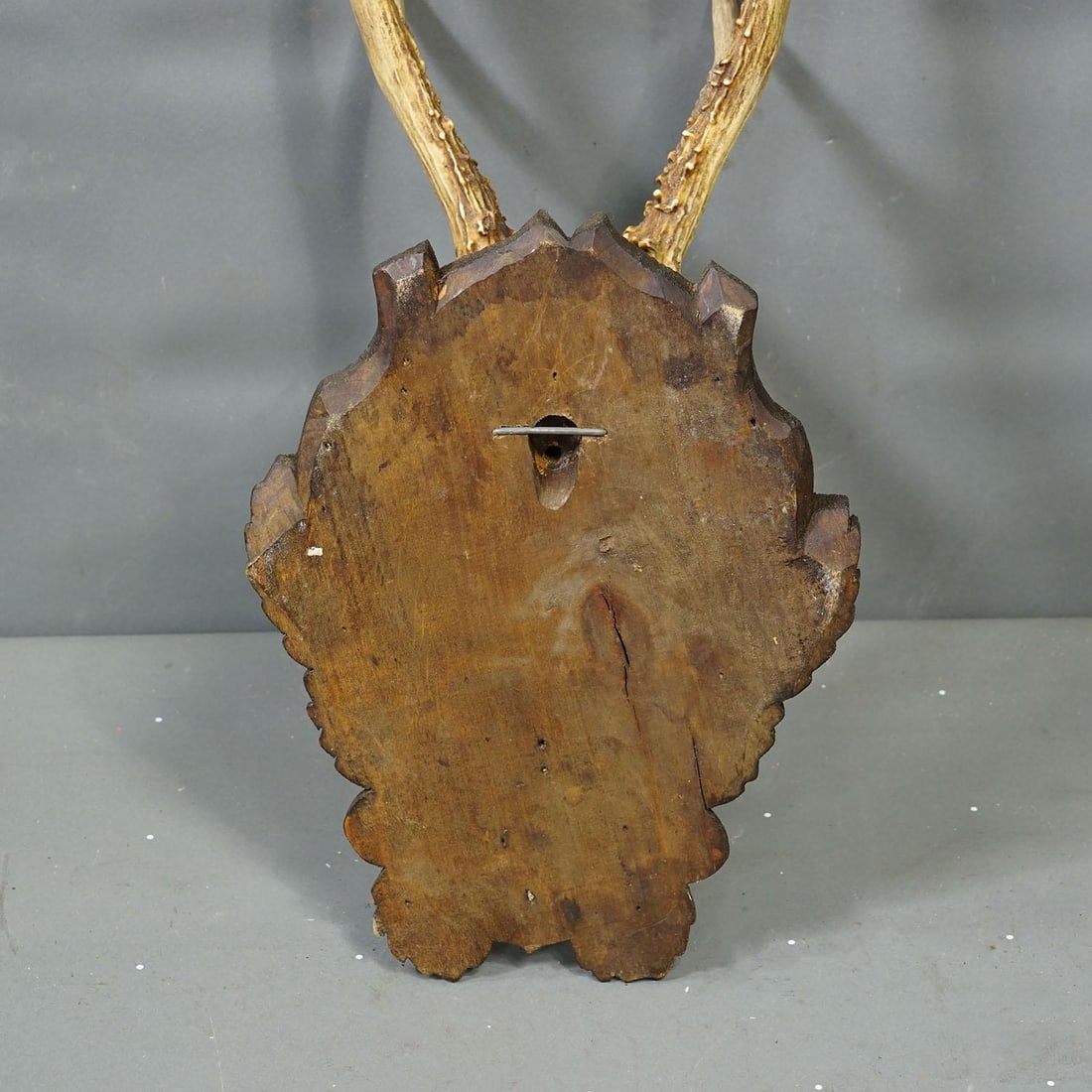 Antique Black Forest Red Deer Trophy on Carved Plaque Ca. 1930s - 5