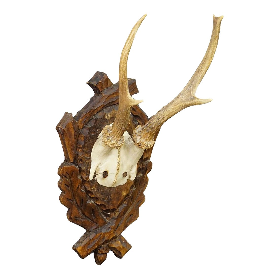 Antique Black Forest Red Deer Trophy on Carved Plaque Ca. 1930s: Antique Black Forest Red Deer Trophy on Carved Plaque ca. 1930s An antique unequal 6 pointer red deer (Cervus elaphus) trophy from the Black Forest mounted on a carved and stained plaque. The trophy