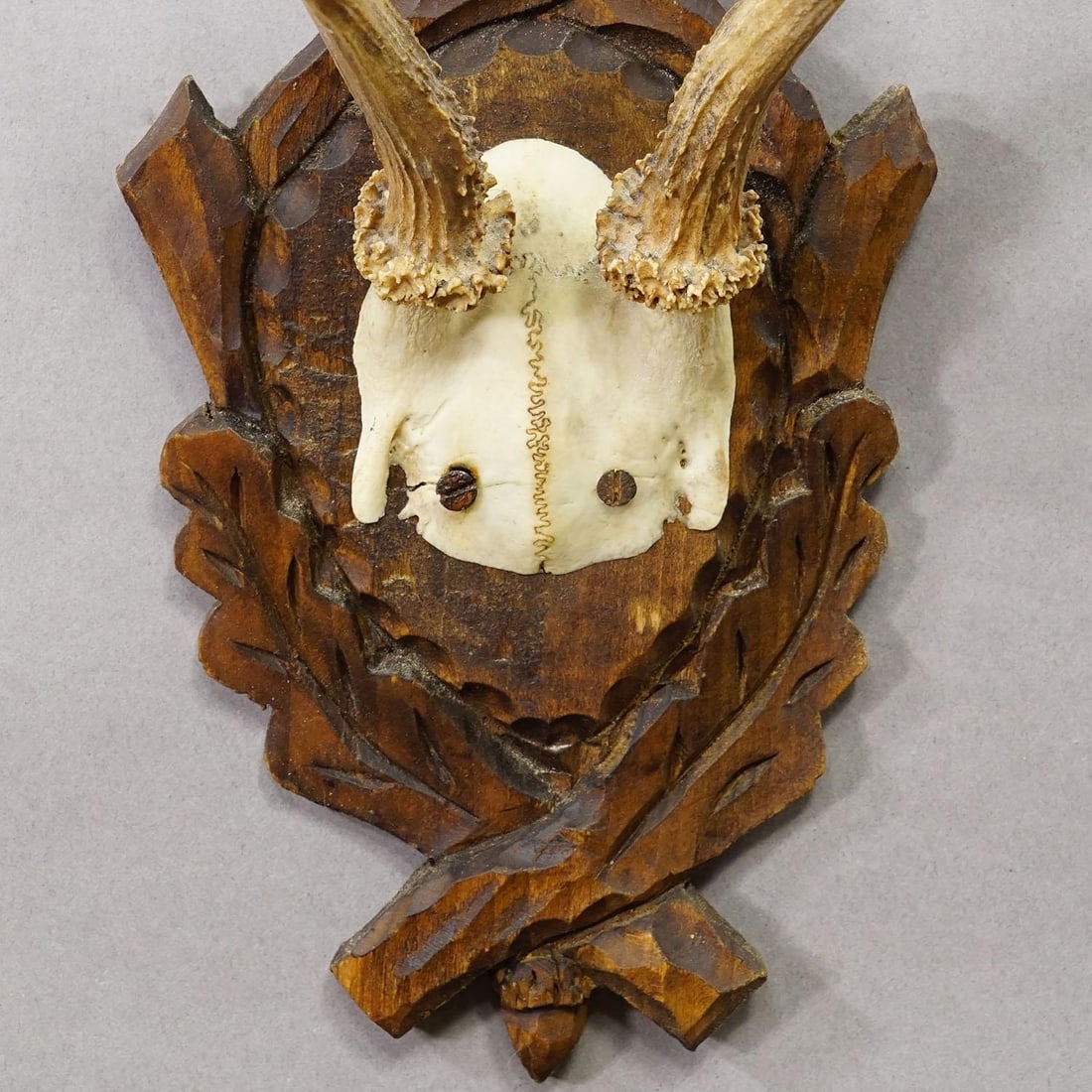 Antique Black Forest Red Deer Trophy on Carved Plaque Ca. 1930s - 5