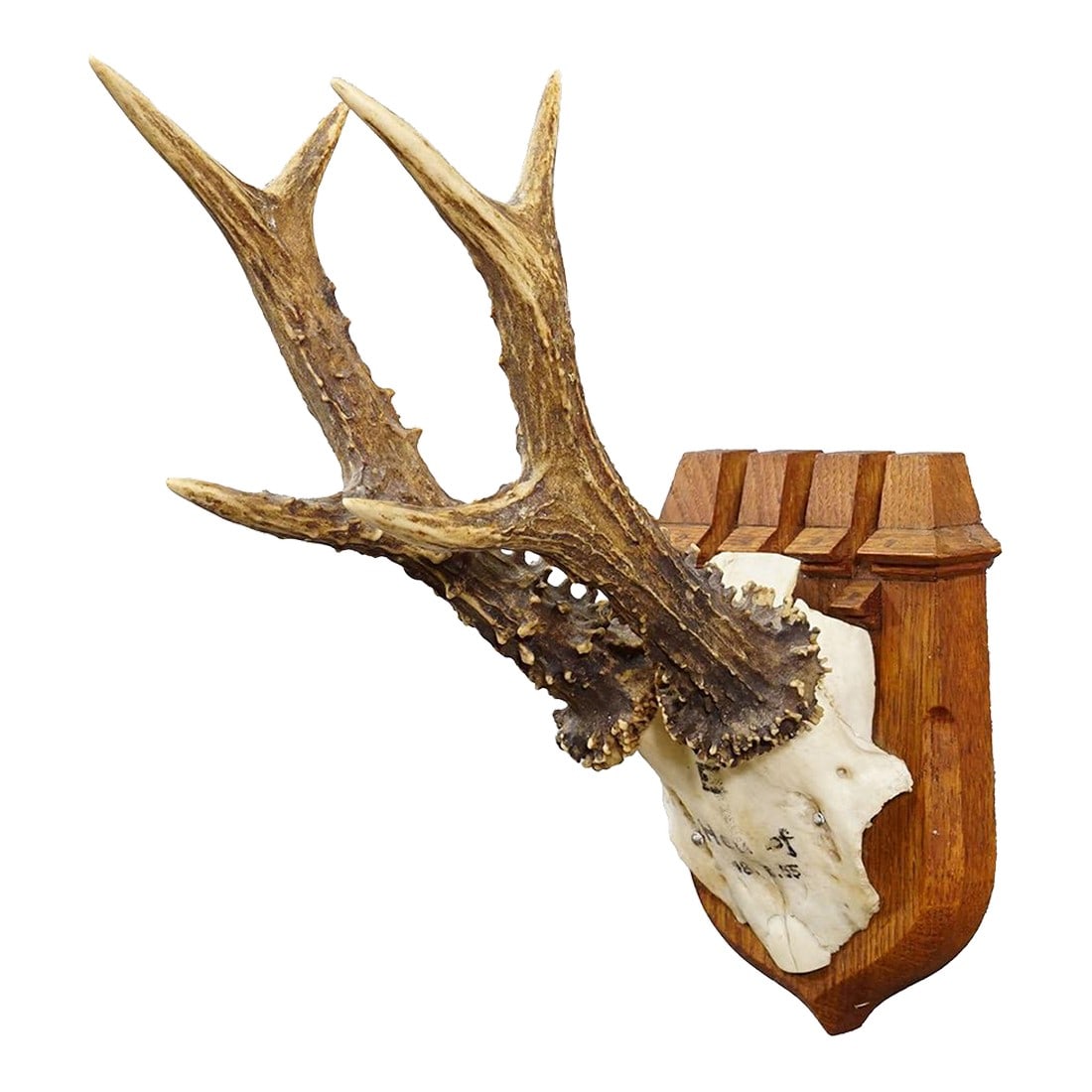 Red Deer Trophy on Wooden Plaque, by Philip Ernst, Prince of Thurn and Taxis, 1955: Red Deer Trophy on Wooden Plaque, by Philip Ernst, Prince of Thurn and Taxis, 1955 This hunting trophy features a roe deer (Cervus elaphus), mounted on a carved wooden plaque. The shape of the plaque