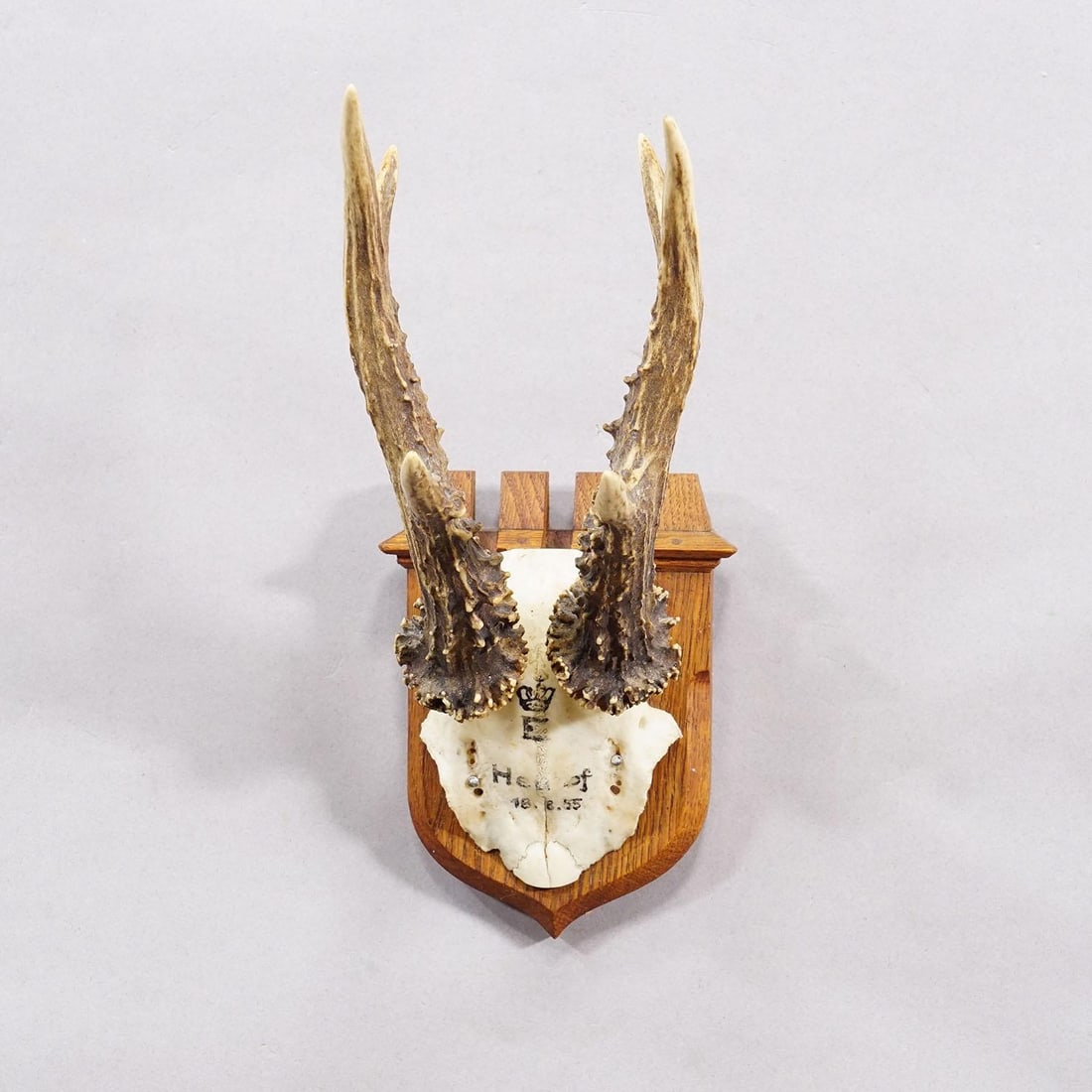Red Deer Trophy on Wooden Plaque, by Philip Ernst, Prince of Thurn and Taxis, 1955 - 2
