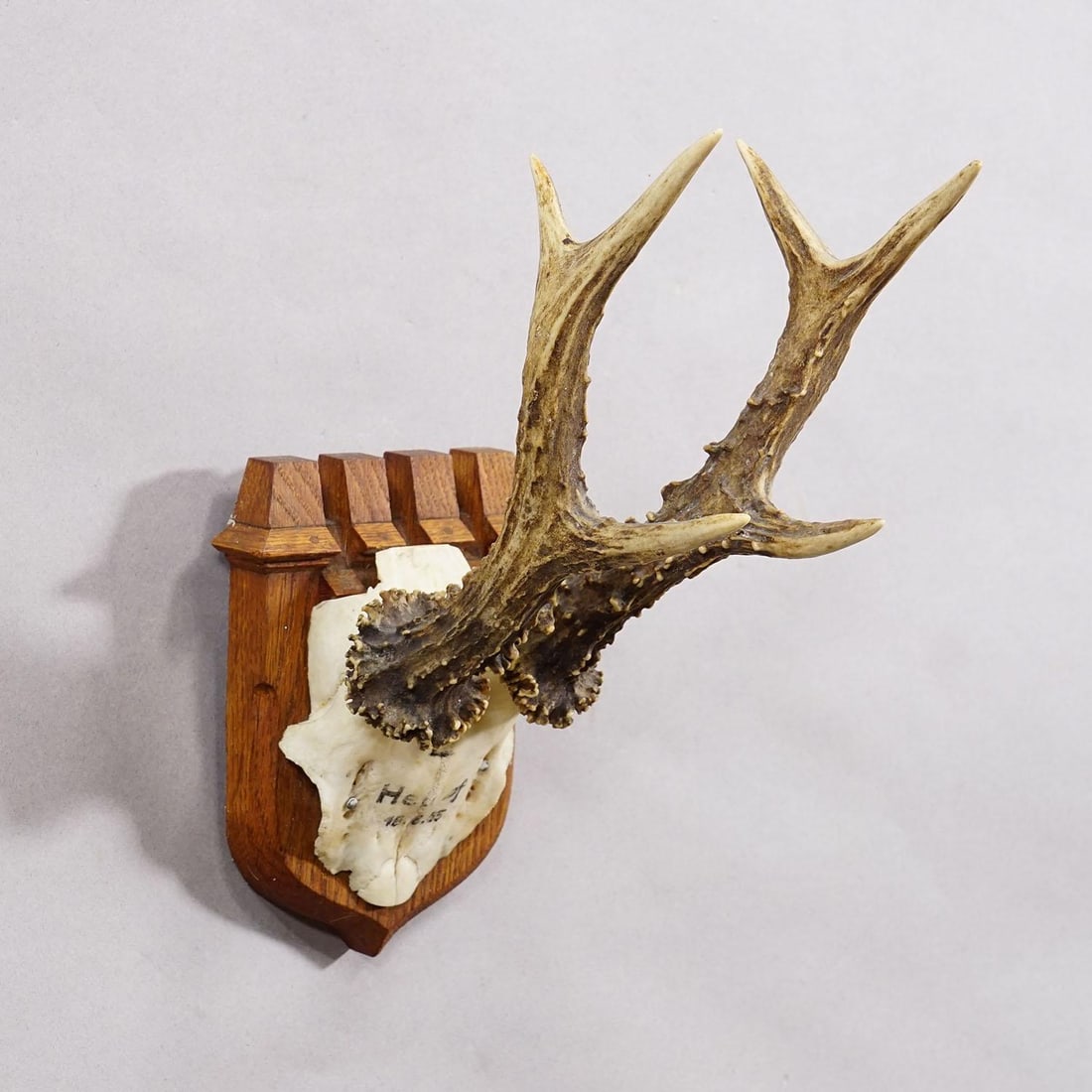 Red Deer Trophy on Wooden Plaque, by Philip Ernst, Prince of Thurn and Taxis, 1955 - 3