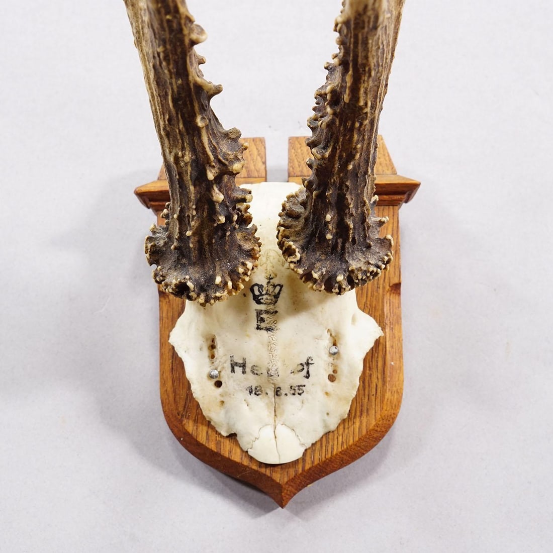Red Deer Trophy on Wooden Plaque, by Philip Ernst, Prince of Thurn and Taxis, 1955 - 4