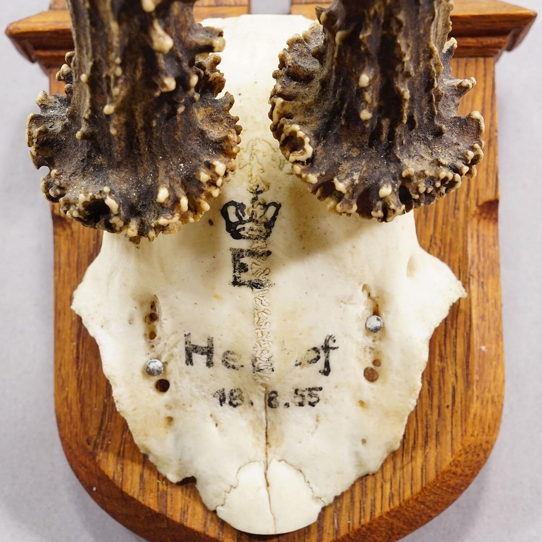 Red Deer Trophy on Wooden Plaque, by Philip Ernst, Prince of Thurn and Taxis, 1955 - 5