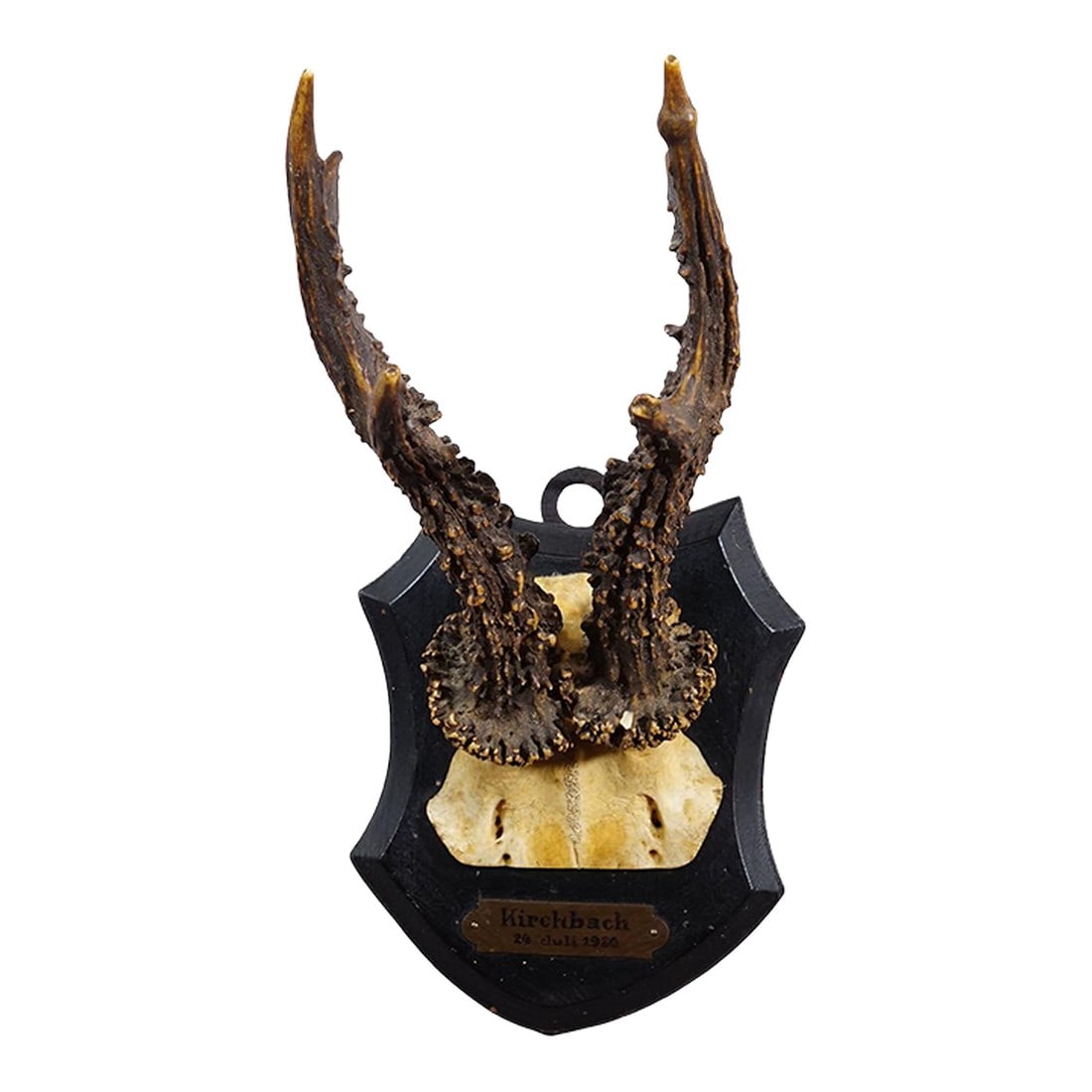 Antique Black Forest Red Deer Trophy on Carved Plaque - Germany 1930: Antique Black Forest Red Deer Trophy on Carved Plaque - Germany 1930 An antique red deer (Capreolus capreolus) trophy on a wooden carved plaque with dark brown finish. The trophy was shot in 1930.