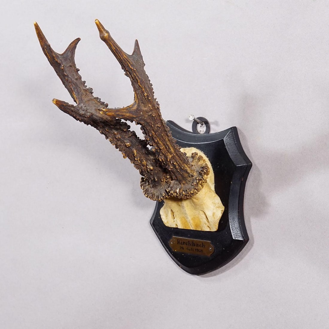 Antique Black Forest Red Deer Trophy on Carved Plaque - Germany 1930 - 3