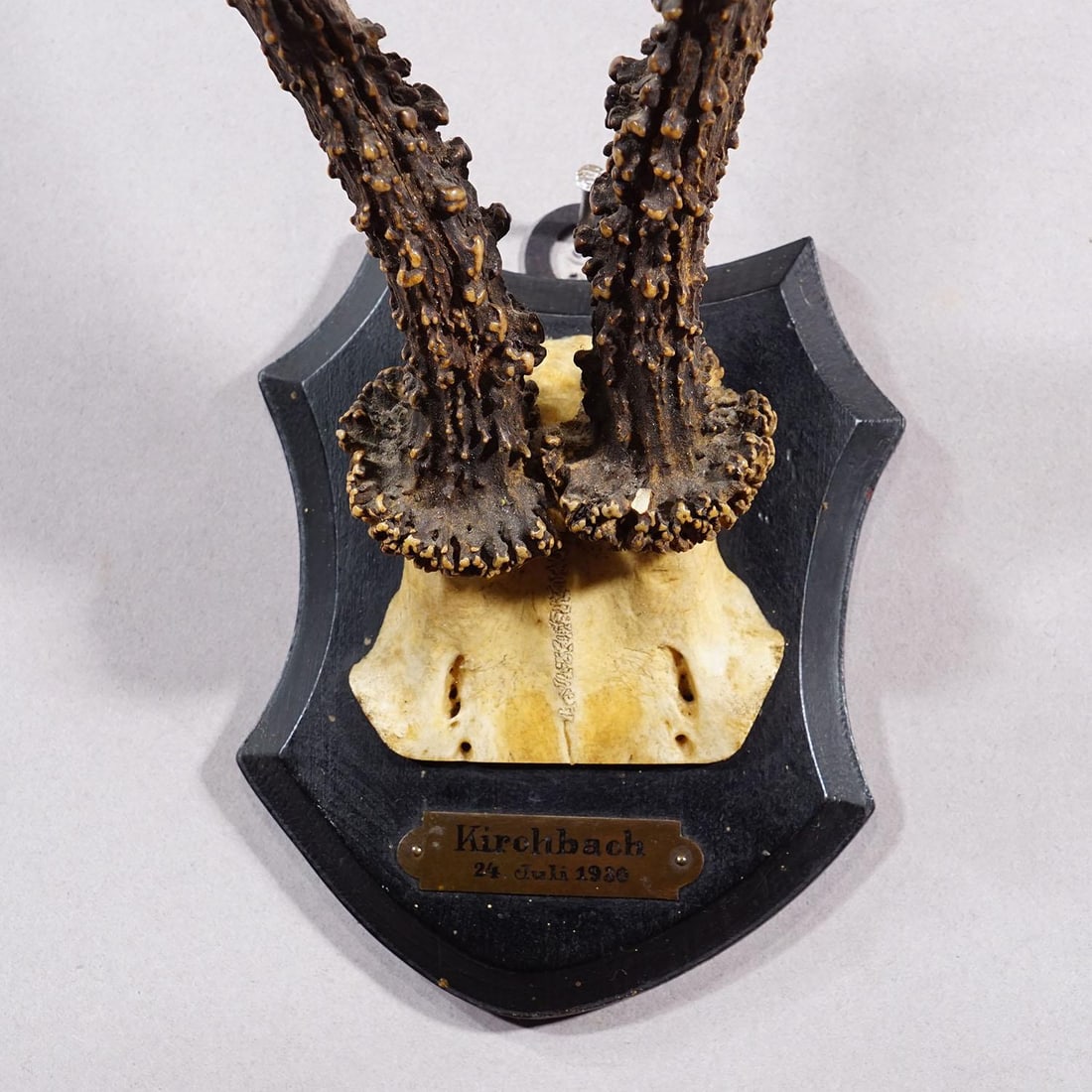 Antique Black Forest Red Deer Trophy on Carved Plaque - Germany 1930 - 4