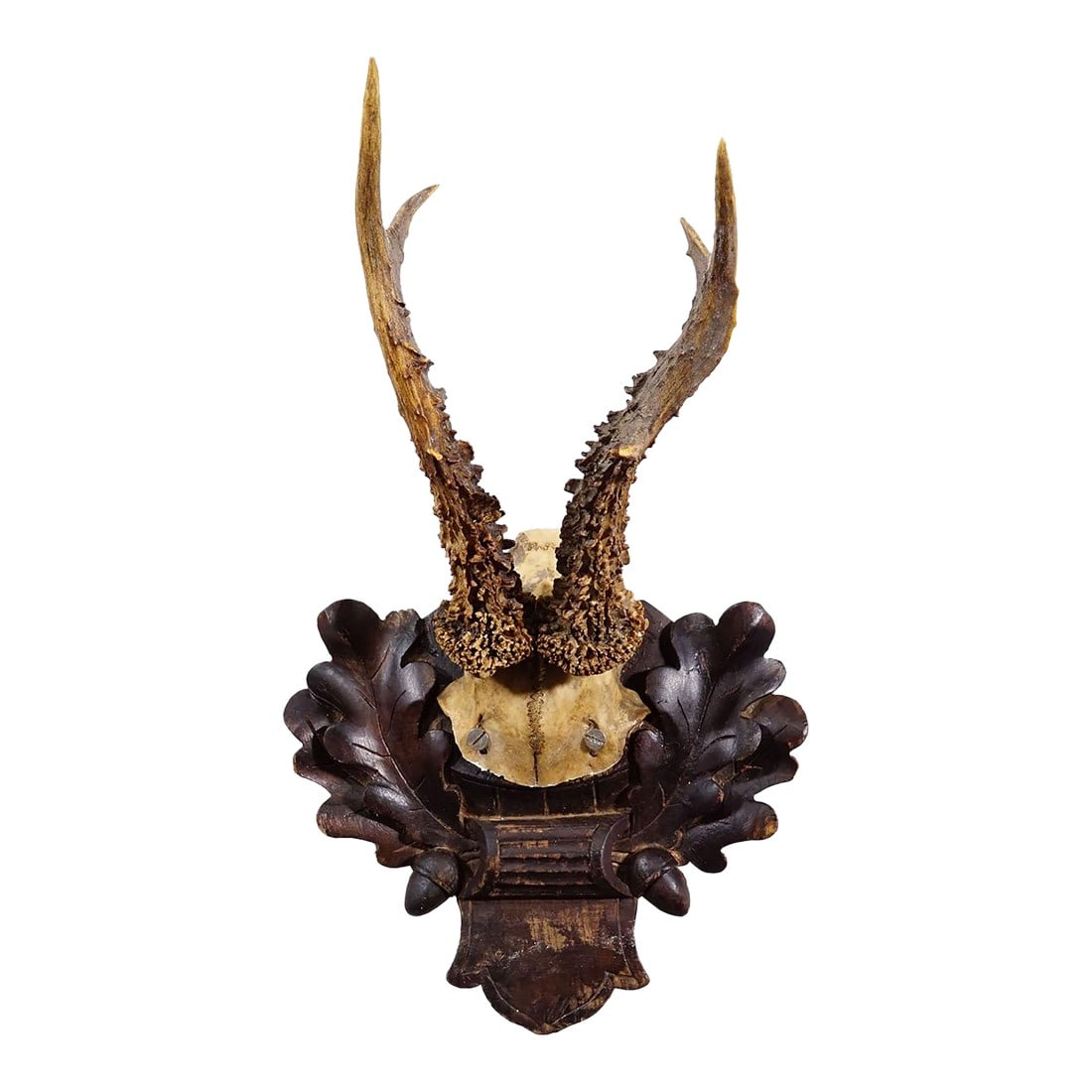 Antique Black Forest Red Deer Trophy on Carved Plaque - Germany 1910: Antique Black Forest Red Deer Trophy on Carved Plaque - Germany 1910 An antique red deer (Capreolus capreolus) trophy on a wooden carved plaque with dark brown finish which features acorns, oak leaves
