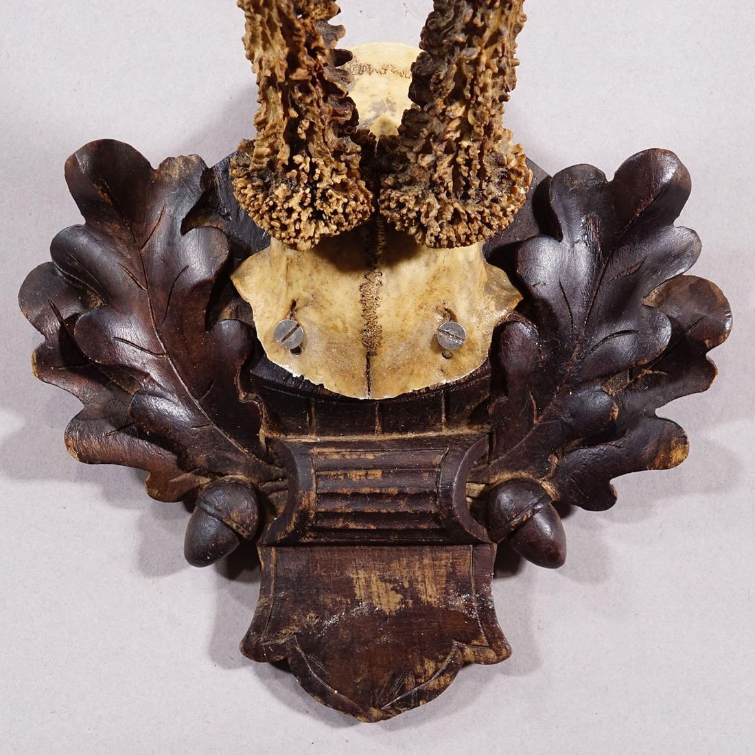 Antique Black Forest Red Deer Trophy on Carved Plaque - Germany 1910 - 4