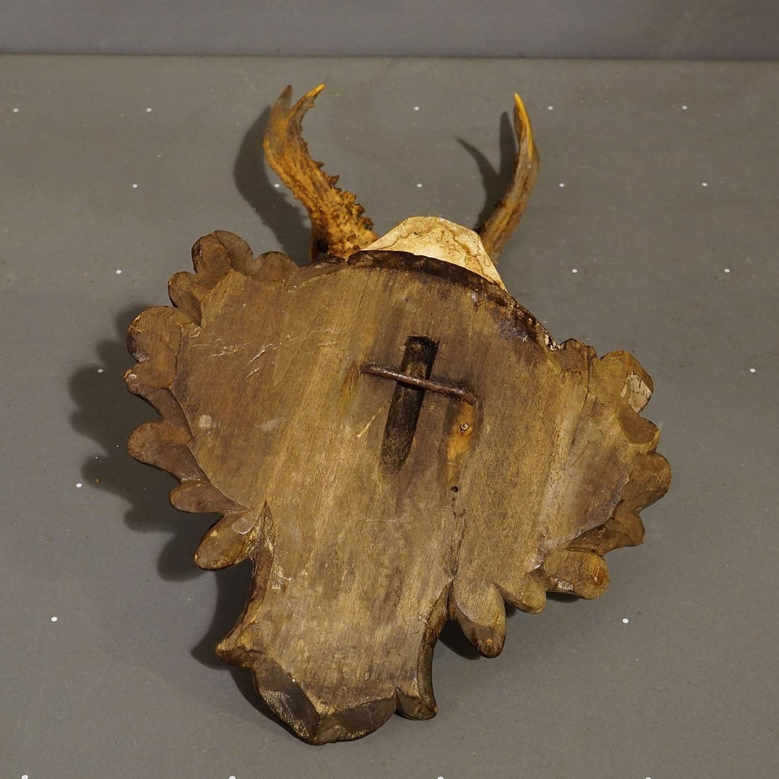 Antique Black Forest Red Deer Trophy on Carved Plaque - Germany 1910 - 5