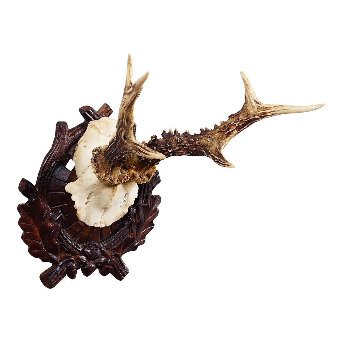 Antique Black Forest Red Deer Trophy on Carved Plaque - Germany Ca. 1910: Antique Black Forest Red Deer Trophy on Carved Plaque - Germany ca. 1910 An antique red deer (Capreolus capreolus) trophy on a wooden carved plaque with dark brown finish which features acorns, oak