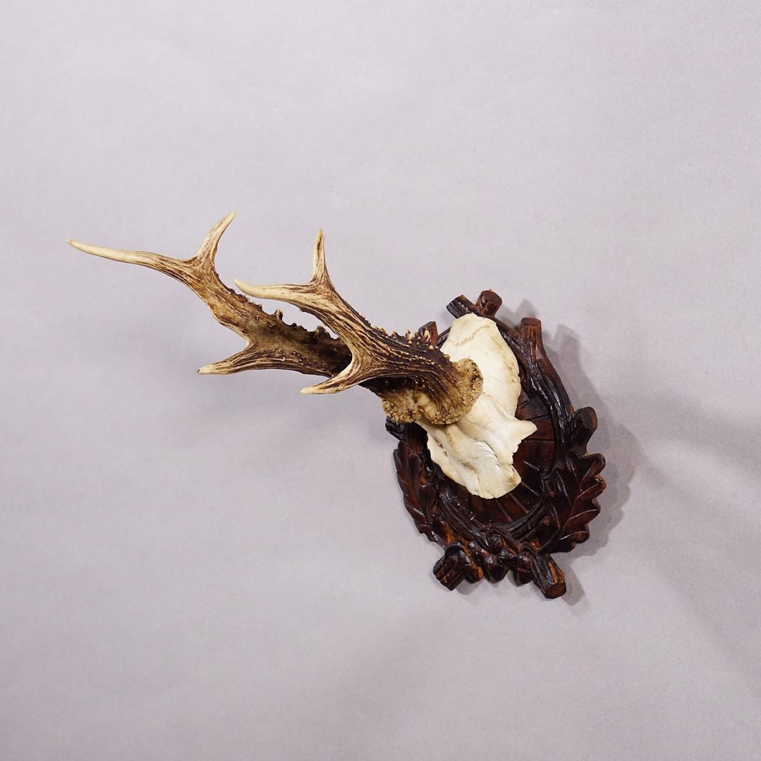 Antique Black Forest Red Deer Trophy on Carved Plaque - Germany Ca. 1910 - 2