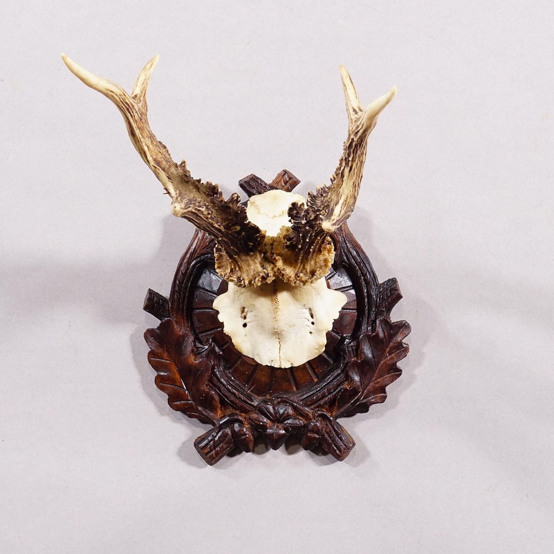 Antique Black Forest Red Deer Trophy on Carved Plaque - Germany Ca. 1910 - 3