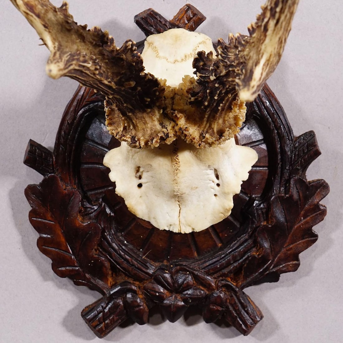 Antique Black Forest Red Deer Trophy on Carved Plaque - Germany Ca. 1910 - 5