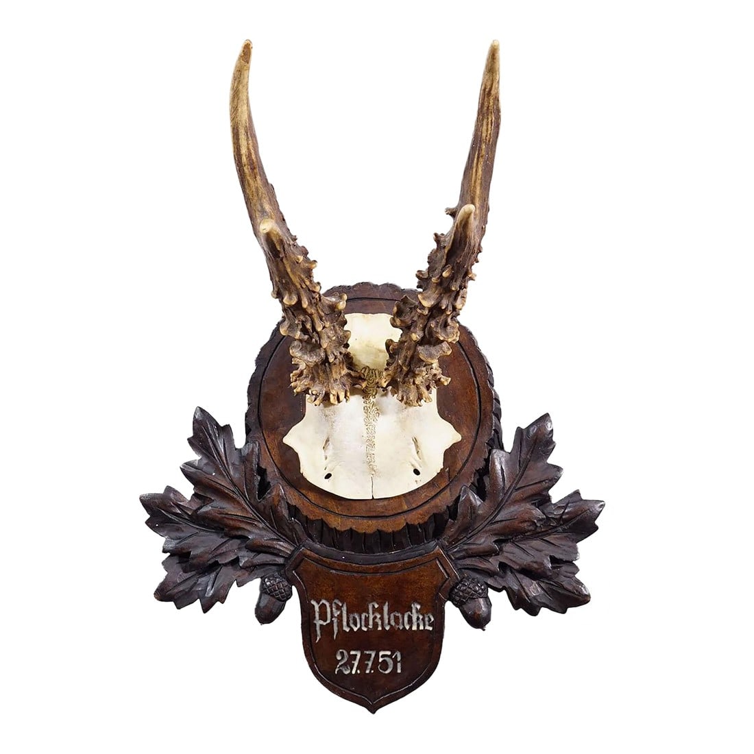 Vintage Black Forest Red Deer Trophy on Carved Plaque - Germany 1951: Vintage Black Forest Red Deer Trophy on Carved Plaque - Germany 1951 An vintage red deer (Capreolus capreolus) trophy on a wooden carved plaque with dark brown finish which features acorns, oak leaves