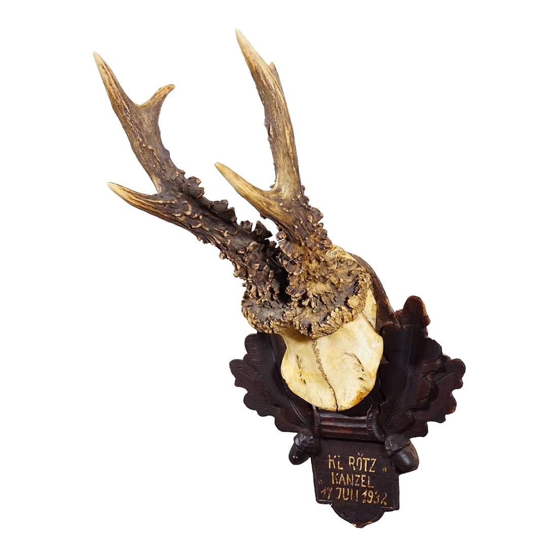 Antique Black Forest Red Deer Trophy on Carved Plaque - Germany 1932: Antique Black Forest Red Deer Trophy on Carved Plaque - Germany 1932 An antique red deer (Capreolus capreolus) trophy on a wooden carved plaque with dark brown finish which features acorns, oak leaves