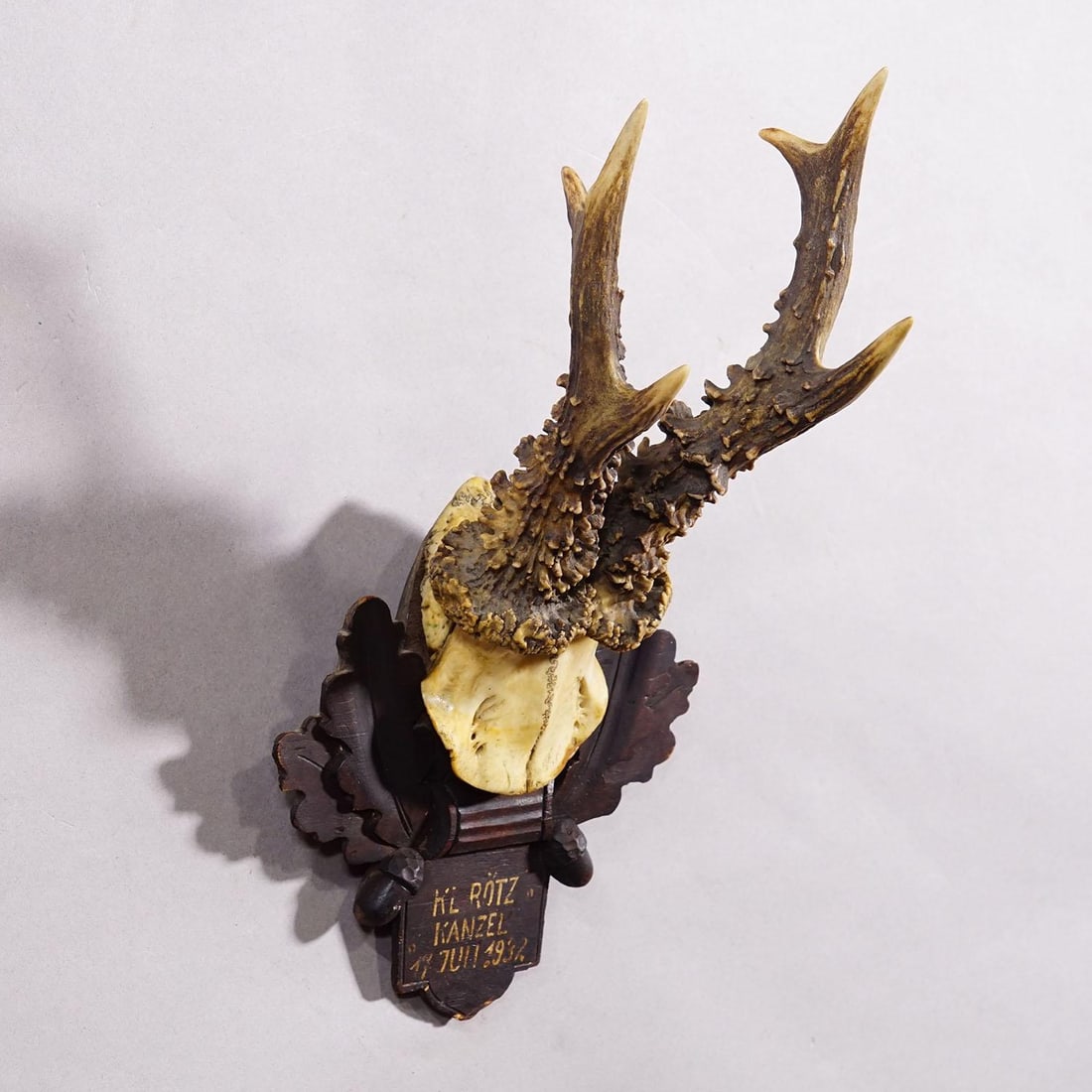 Antique Black Forest Red Deer Trophy on Carved Plaque - Germany 1932 - 2