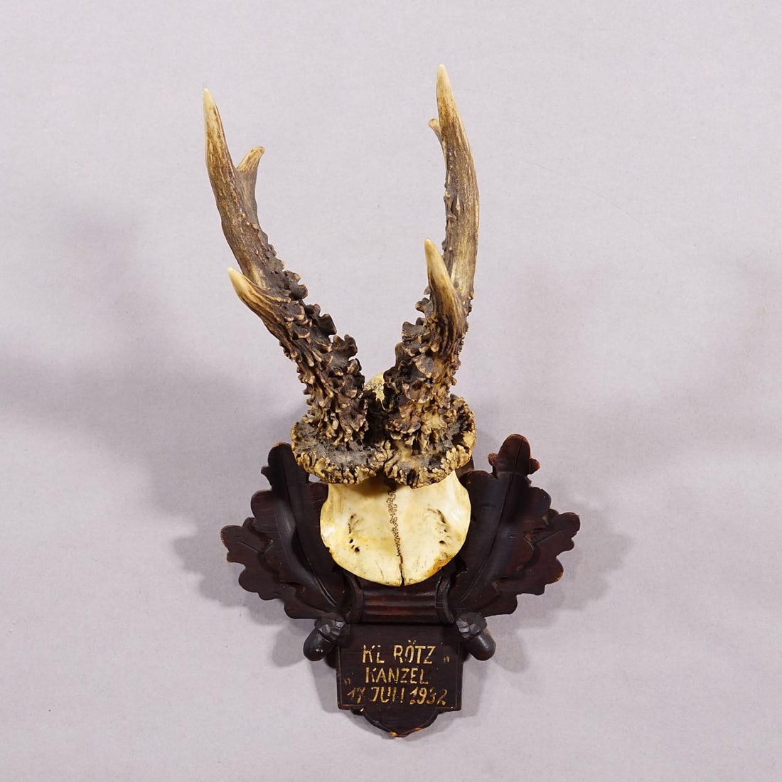 Antique Black Forest Red Deer Trophy on Carved Plaque - Germany 1932 - 3