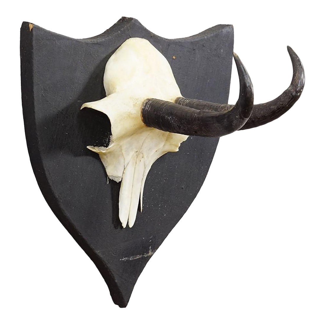 Antique Chamois Trophy on Carved Plaque, Germany Ca. 1900 (1 of 4)