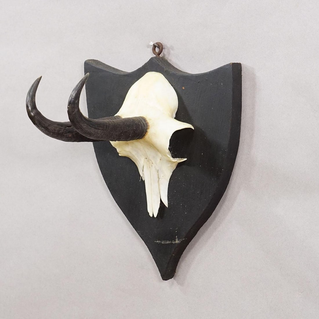 Antique Chamois Trophy on Carved Plaque, Germany Ca. 1900 - 2