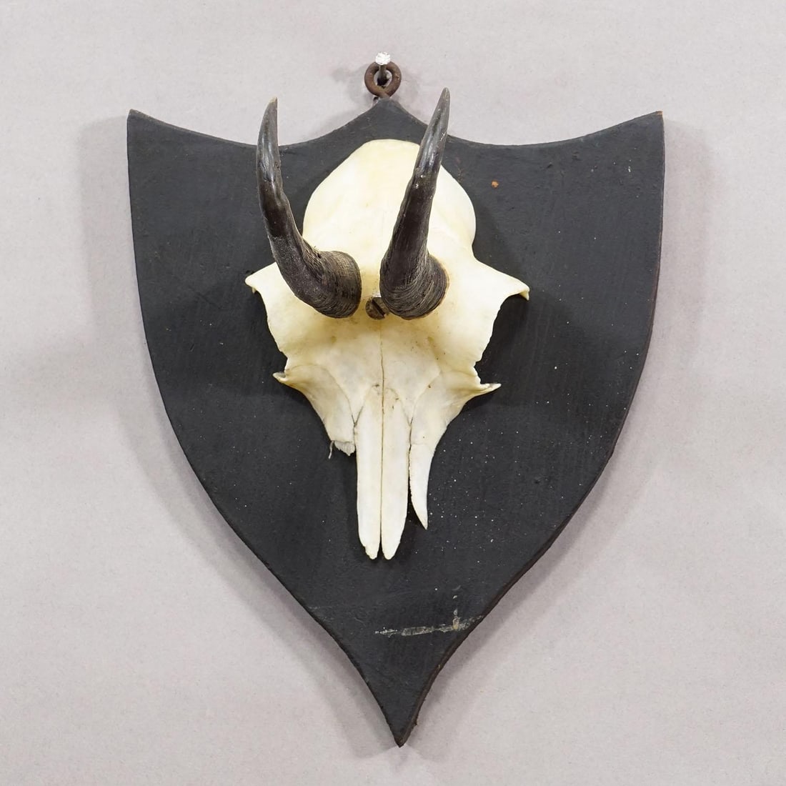 Antique Chamois Trophy on Carved Plaque, Germany Ca. 1900 - 3