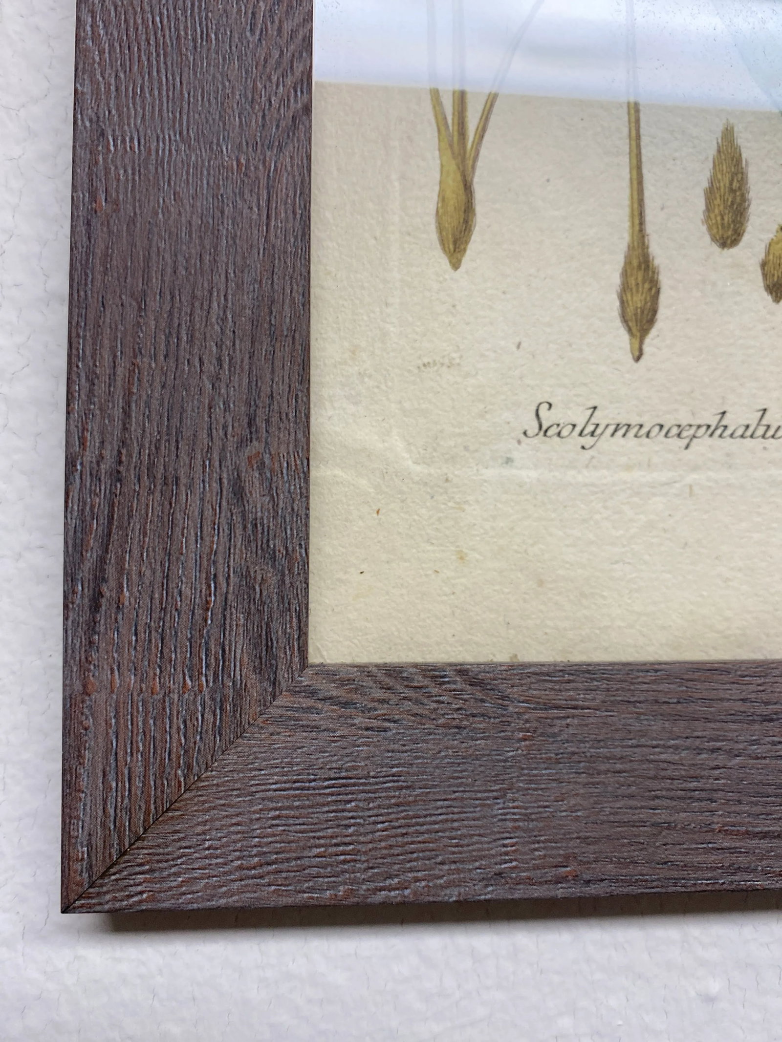 Antique Botanical Johan Weinmann "Conifers IV" Original Woodcut on Paper, Framed - 10