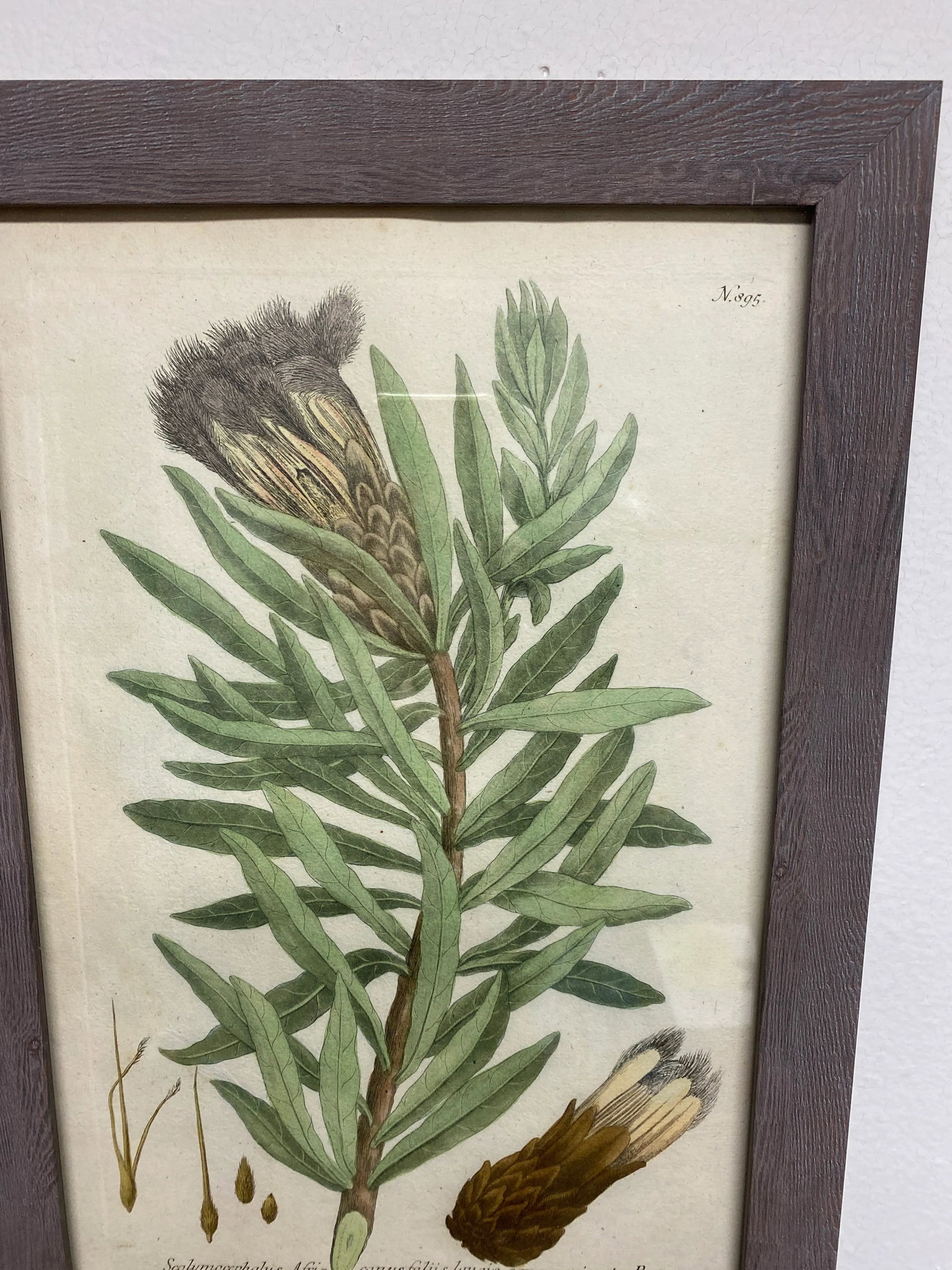 Antique Botanical Johan Weinmann "Conifers IV" Original Woodcut on Paper, Framed - 11