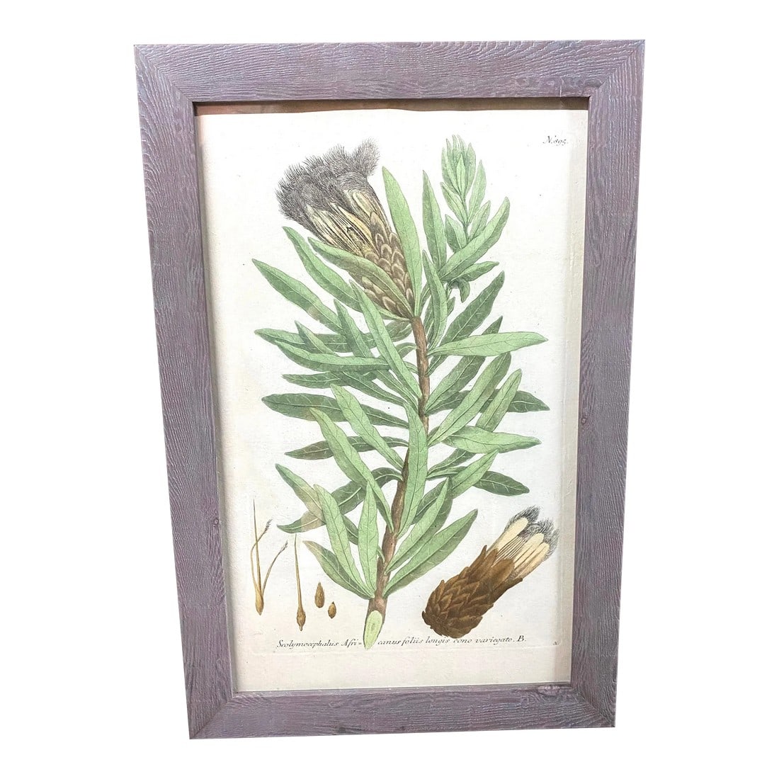 Antique Botanical Johan Weinmann "Conifers IV" Original Woodcut on Paper, Framed: Antique Botanical Johan Weinmann (German, 1683-1741) "Conifers IV" Original Woodcut on Paper, Framed. Dimensions 17" H x 11.5" W x 0.75" D Acquired from a large art auction in Colorado in 2023. More
