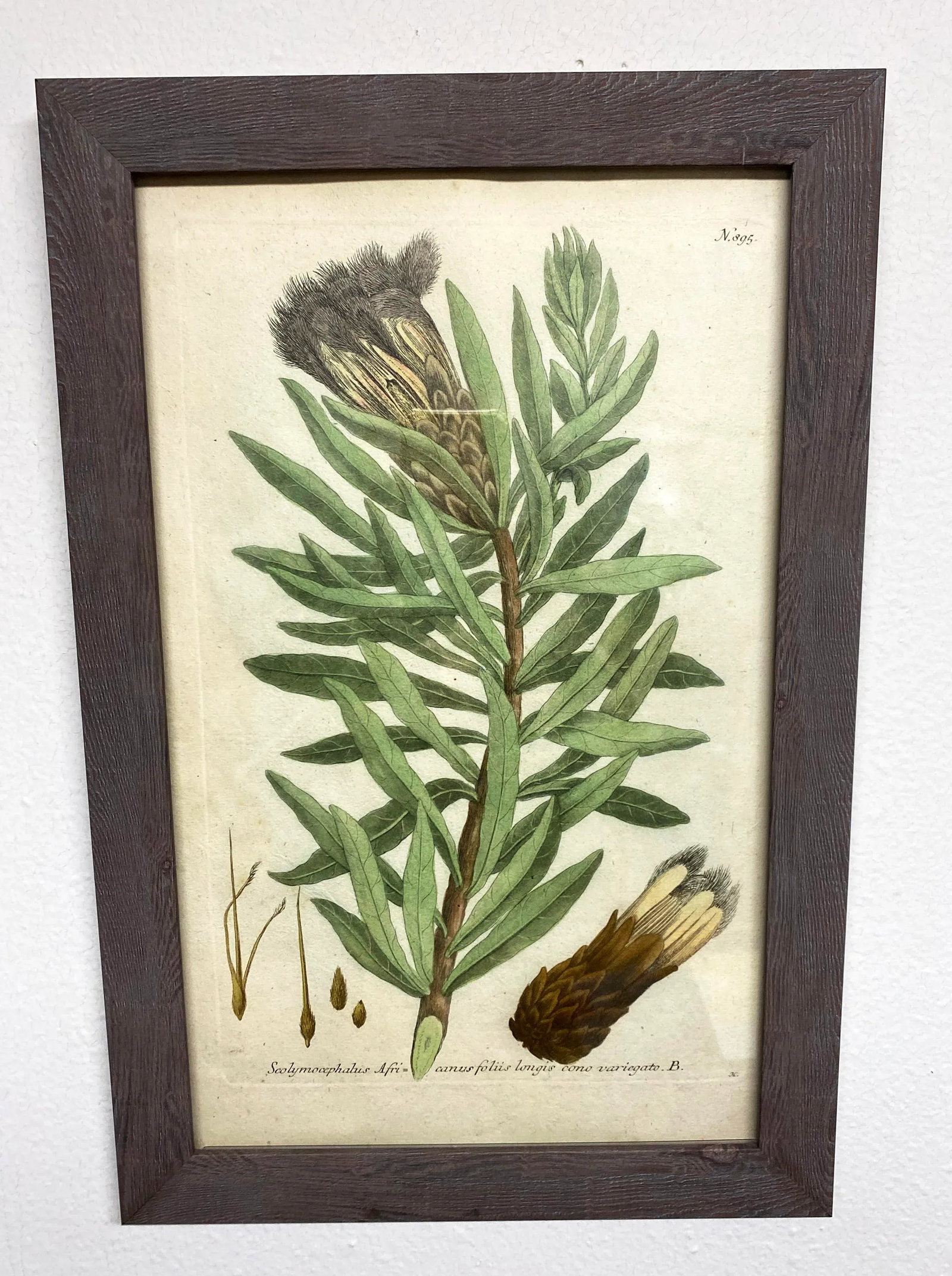 Antique Botanical Johan Weinmann "Conifers IV" Original Woodcut on Paper, Framed - 2