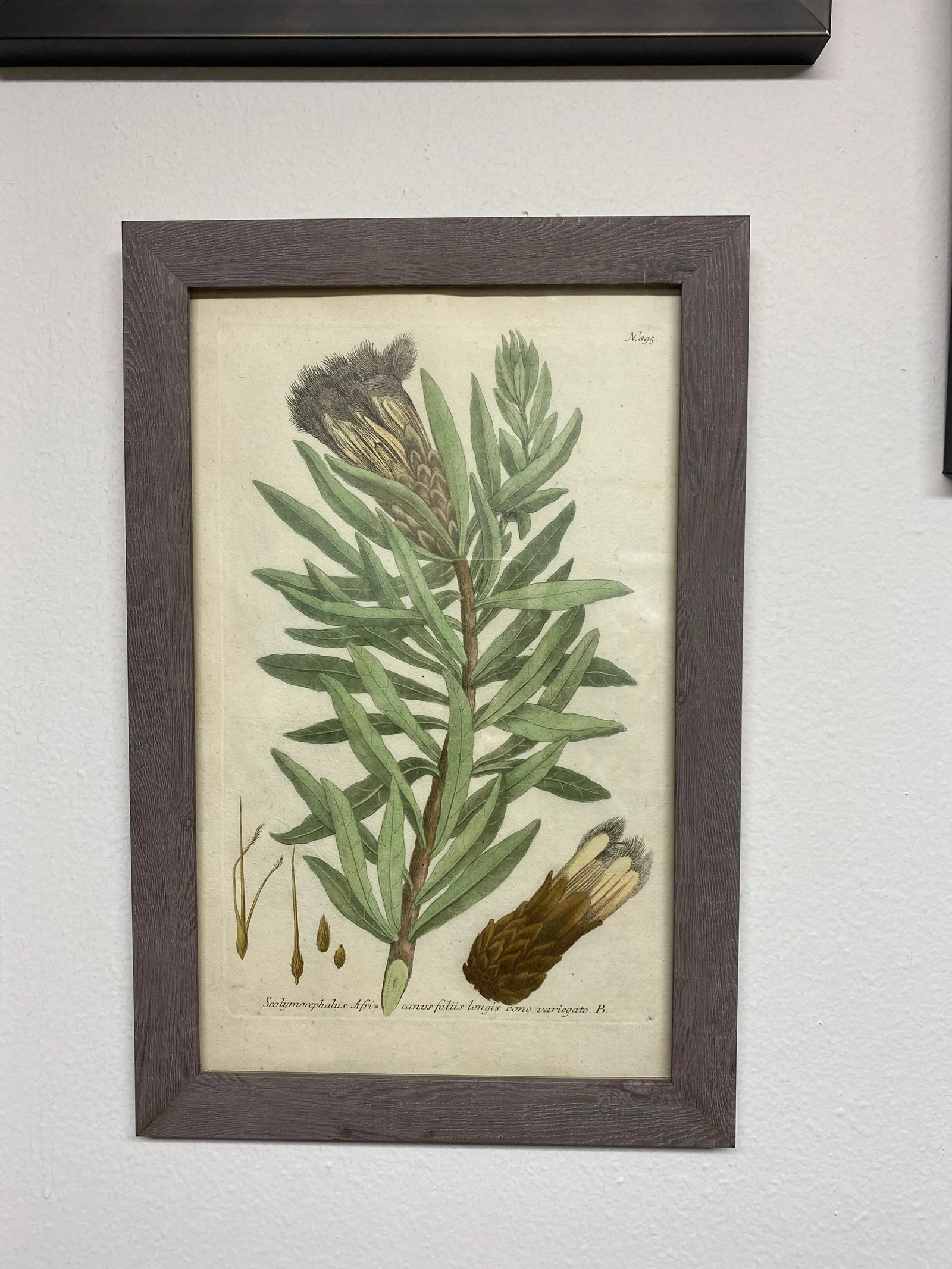 Antique Botanical Johan Weinmann "Conifers IV" Original Woodcut on Paper, Framed - 3