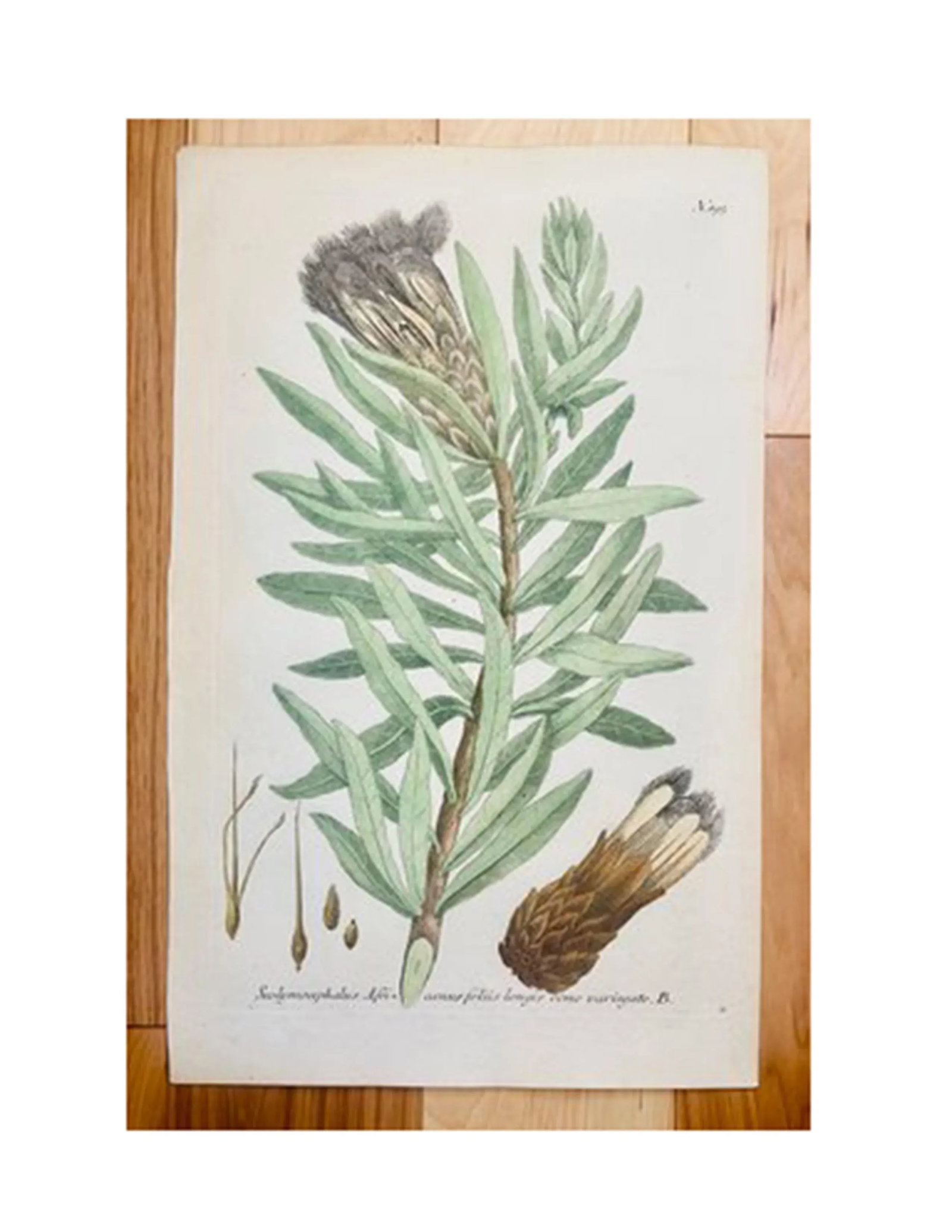 Antique Botanical Johan Weinmann "Conifers IV" Original Woodcut on Paper, Framed - 4